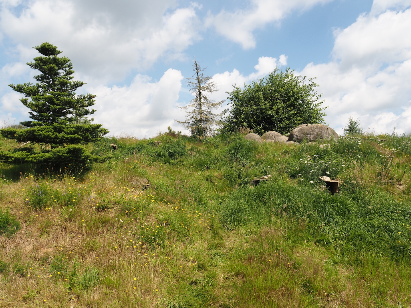 Nortica - Humboldt penguin and Magellanic flightless steamer duck exhibit land area, 2024-06-23