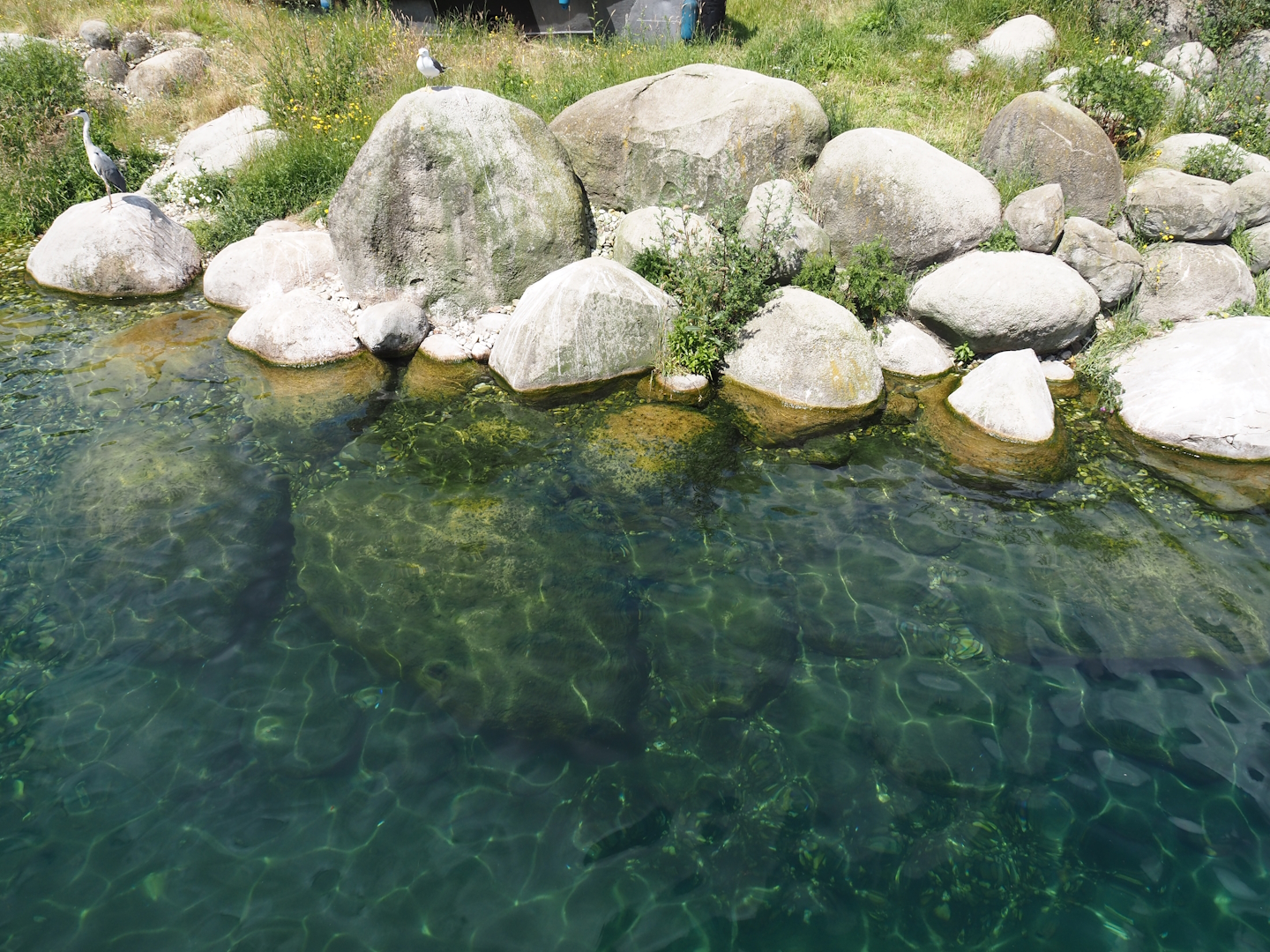 Nortica - Humboldt penguin and Magellanic flightless steamer duck pool, 2024-06-23