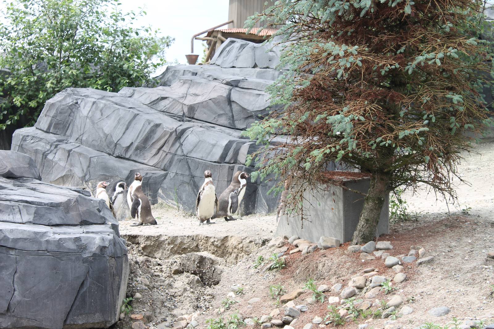 NORTICA : Humboldt penguin enclosure