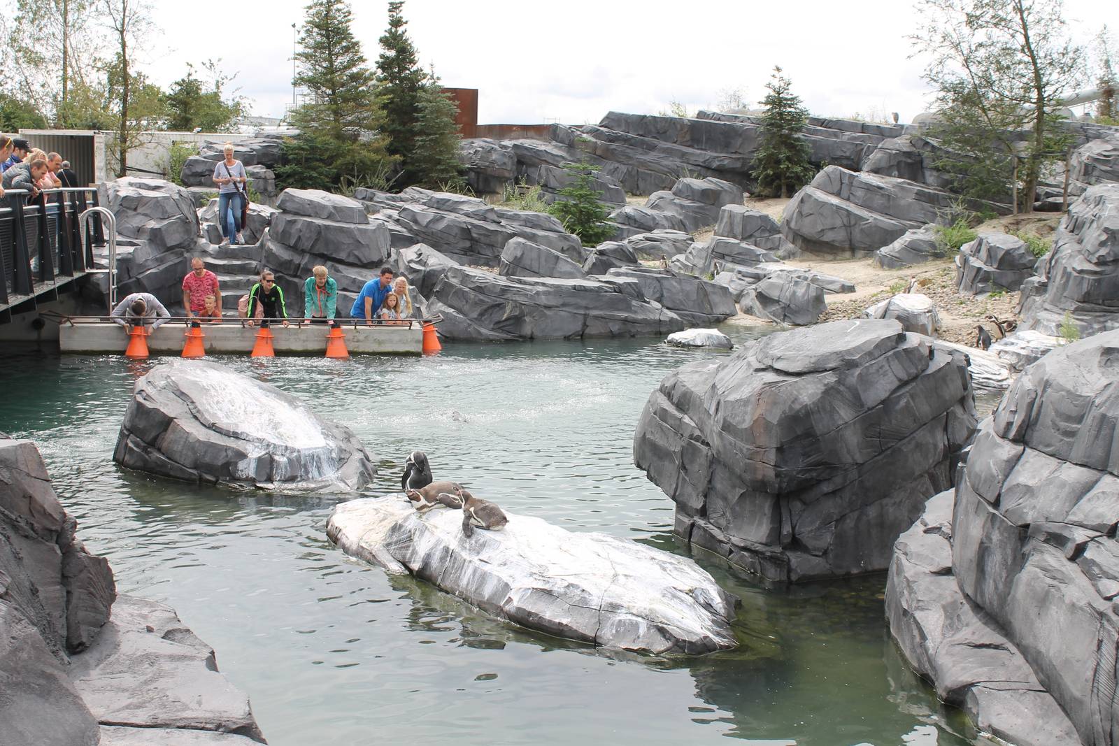 NORTICA : Humboldt penguin enclosure