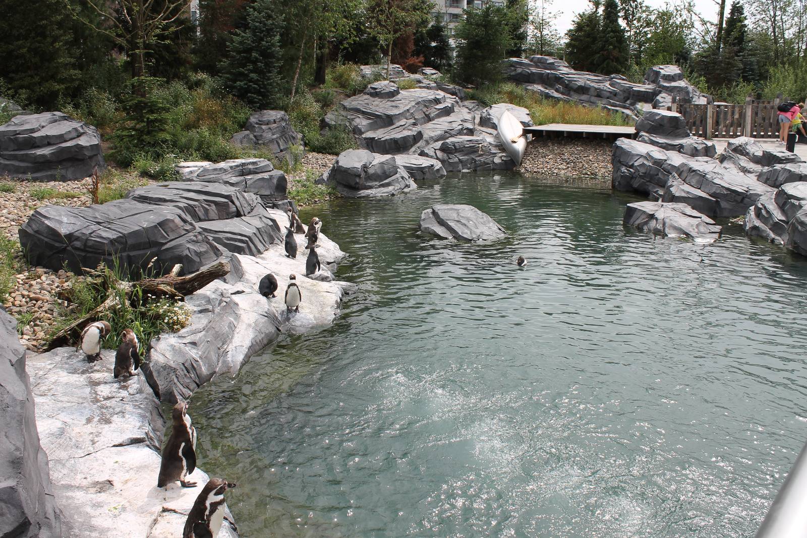 NORTICA : Humboldt penguin enclosure