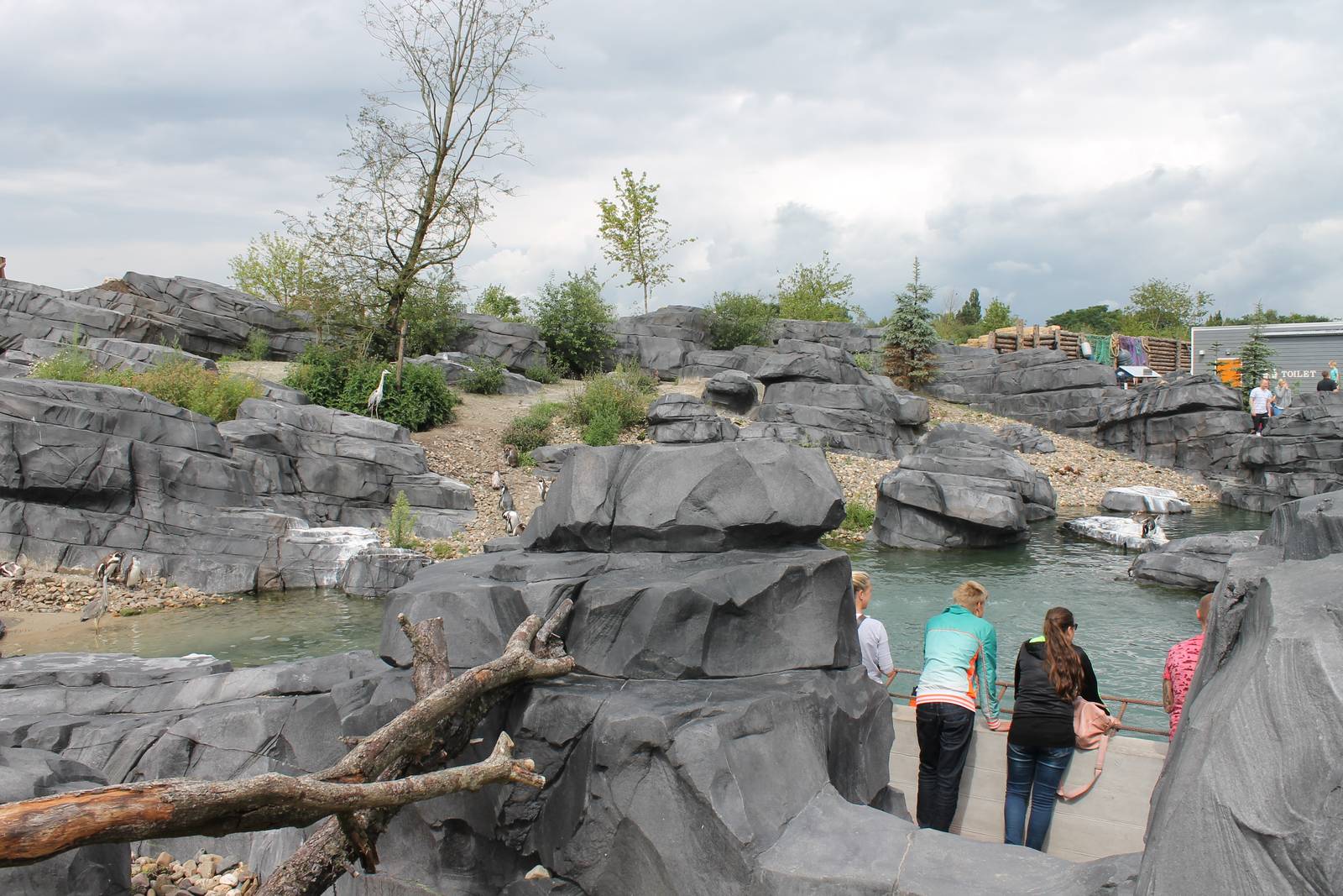 NORTICA : Humboldt penguin enclosure