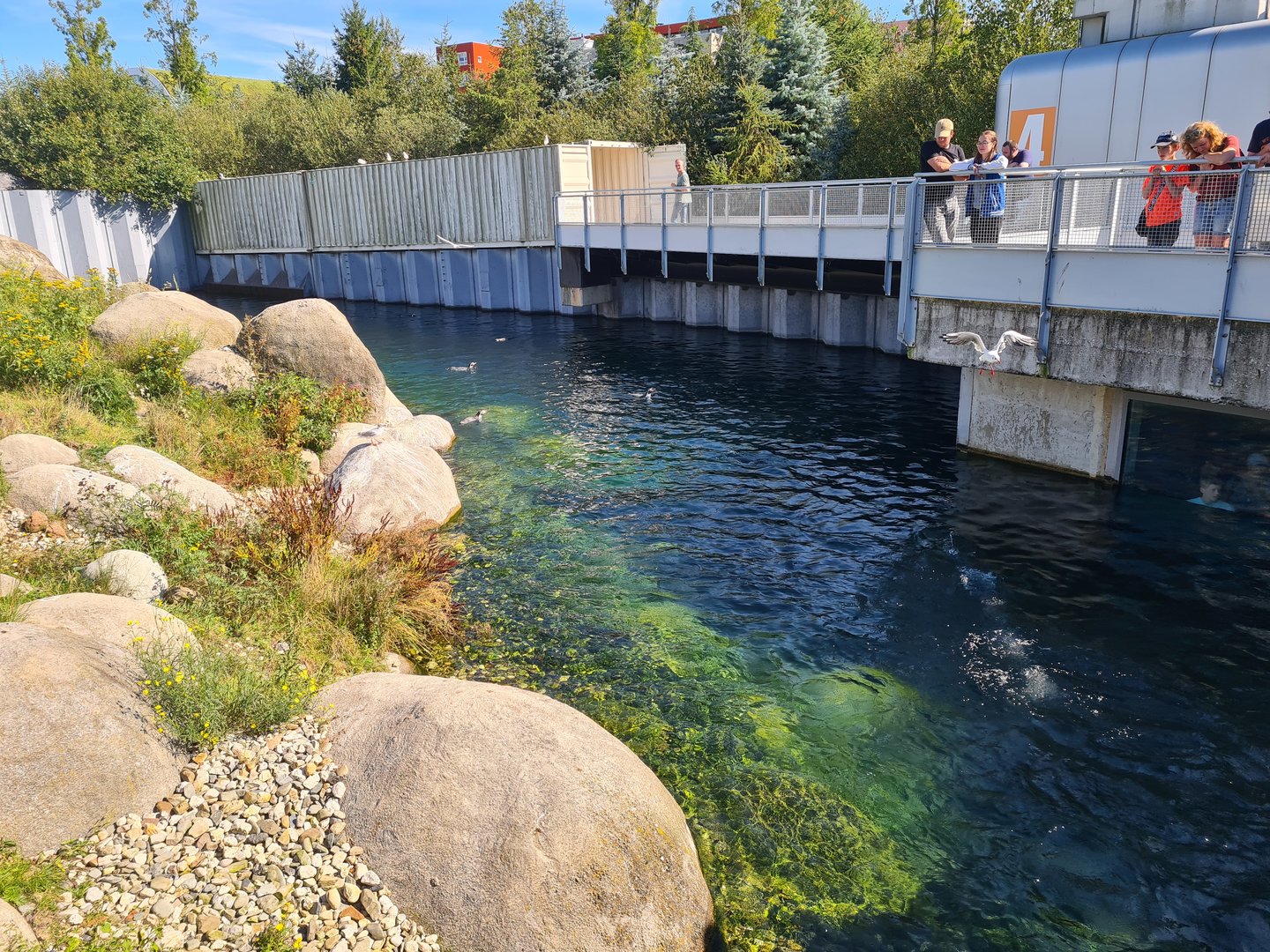 Nortica - Humboldt penguin enclosure