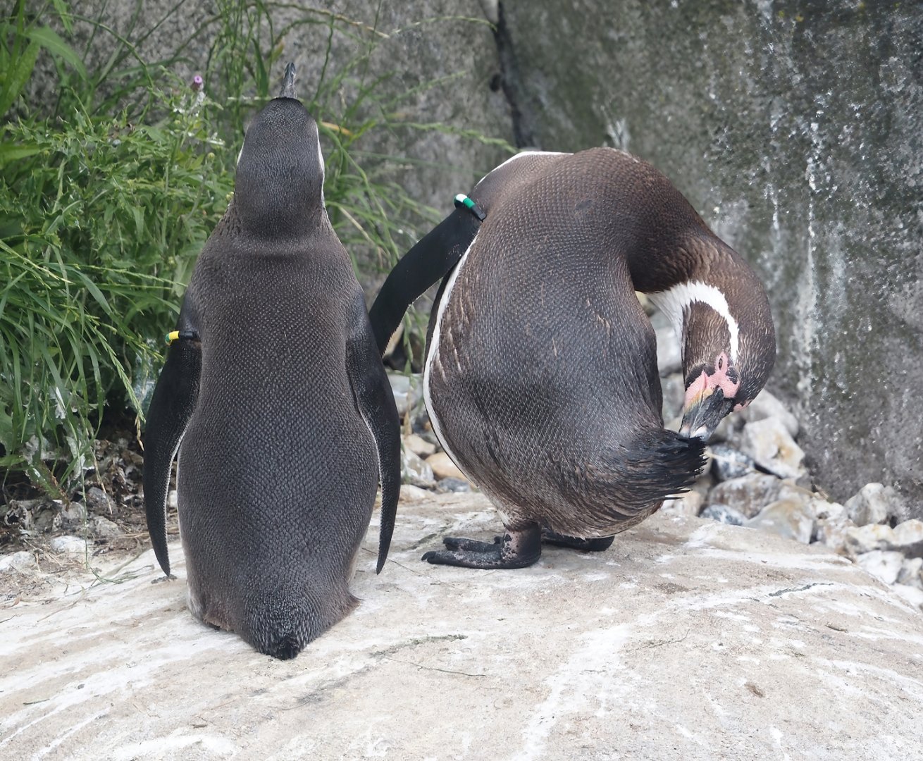Nortica - Humboldt penguins (Spheniscus humboldti), 2024-06-23