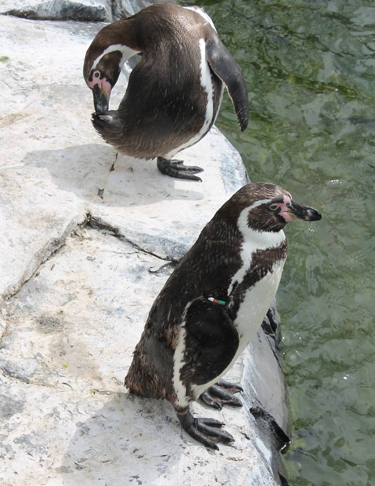 NORTICA : Humboldt penguins