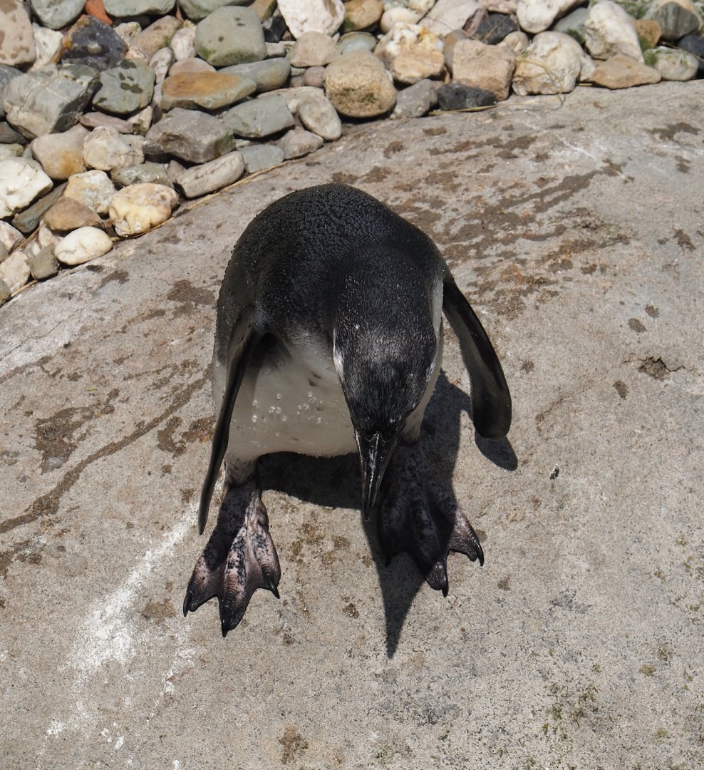 Nortica - Juvenile Humboldt penguin (Spheniscus humboldti), 2024-06-23