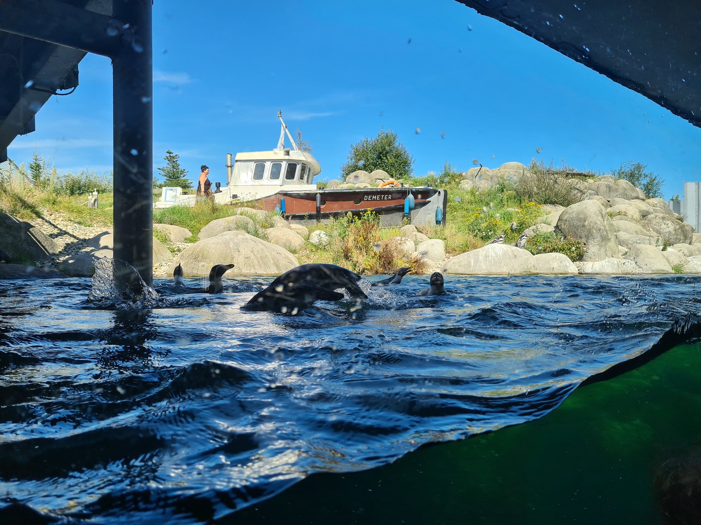Nortica - Leaping Humboldt penguin and underwater viewing
