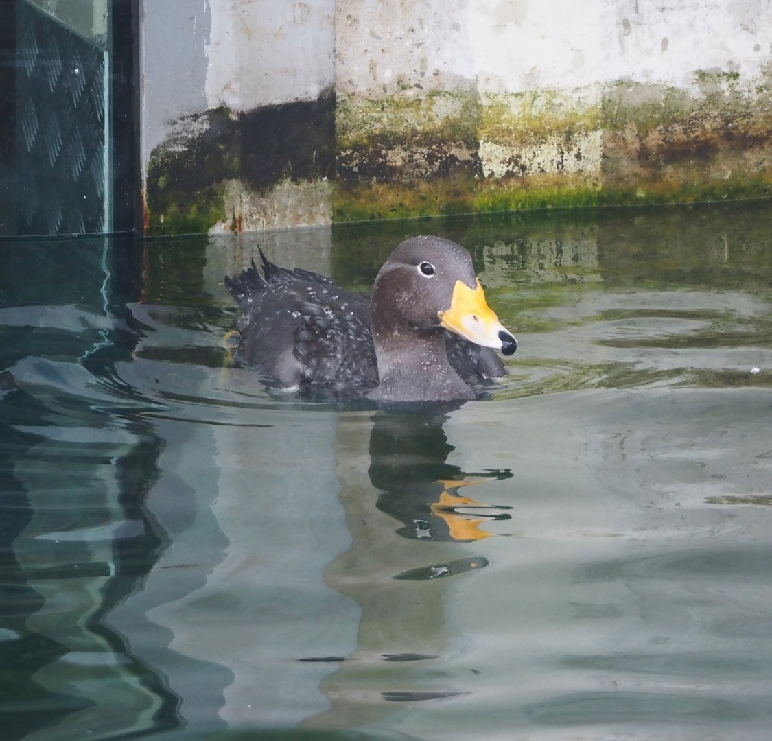 Nortica - Magellanic flightless steamer duck (Tachyeres pteneres), 2024-06-23