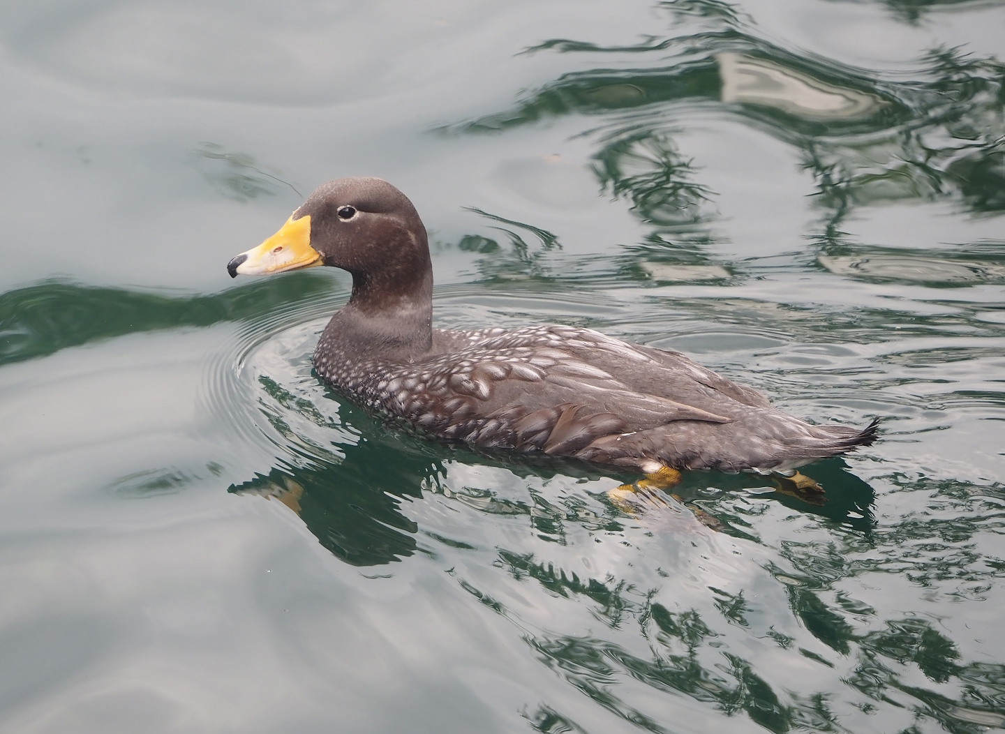 Nortica - Magellanic flightless steamer duck (Tachyeres pteneres), 2024-06-23