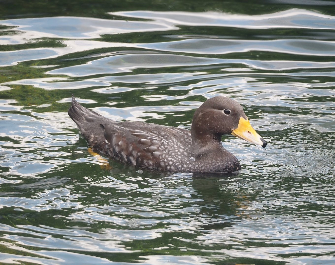 Nortica - Magellanic flightless steamer duck (Tachyeres pteneres), 2024-06-23