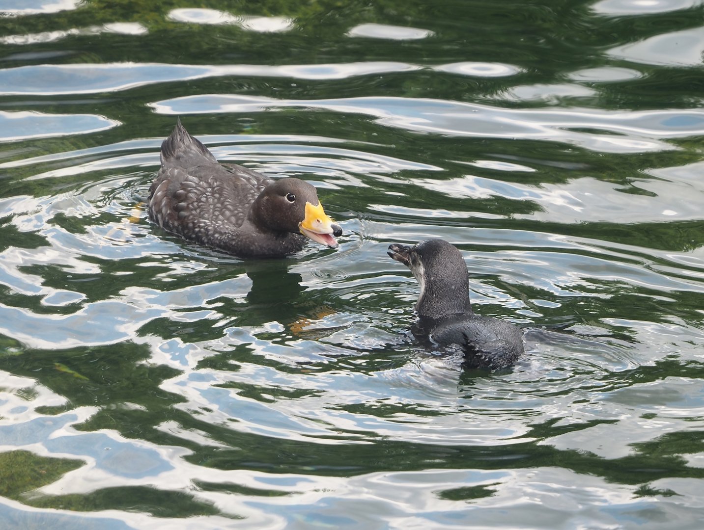 Nortica - Magellanic flightless steamer duck (Tachyeres pteneres) and Juvenile Humboldt penguin (Spheniscus humboldti), 2024-06-23