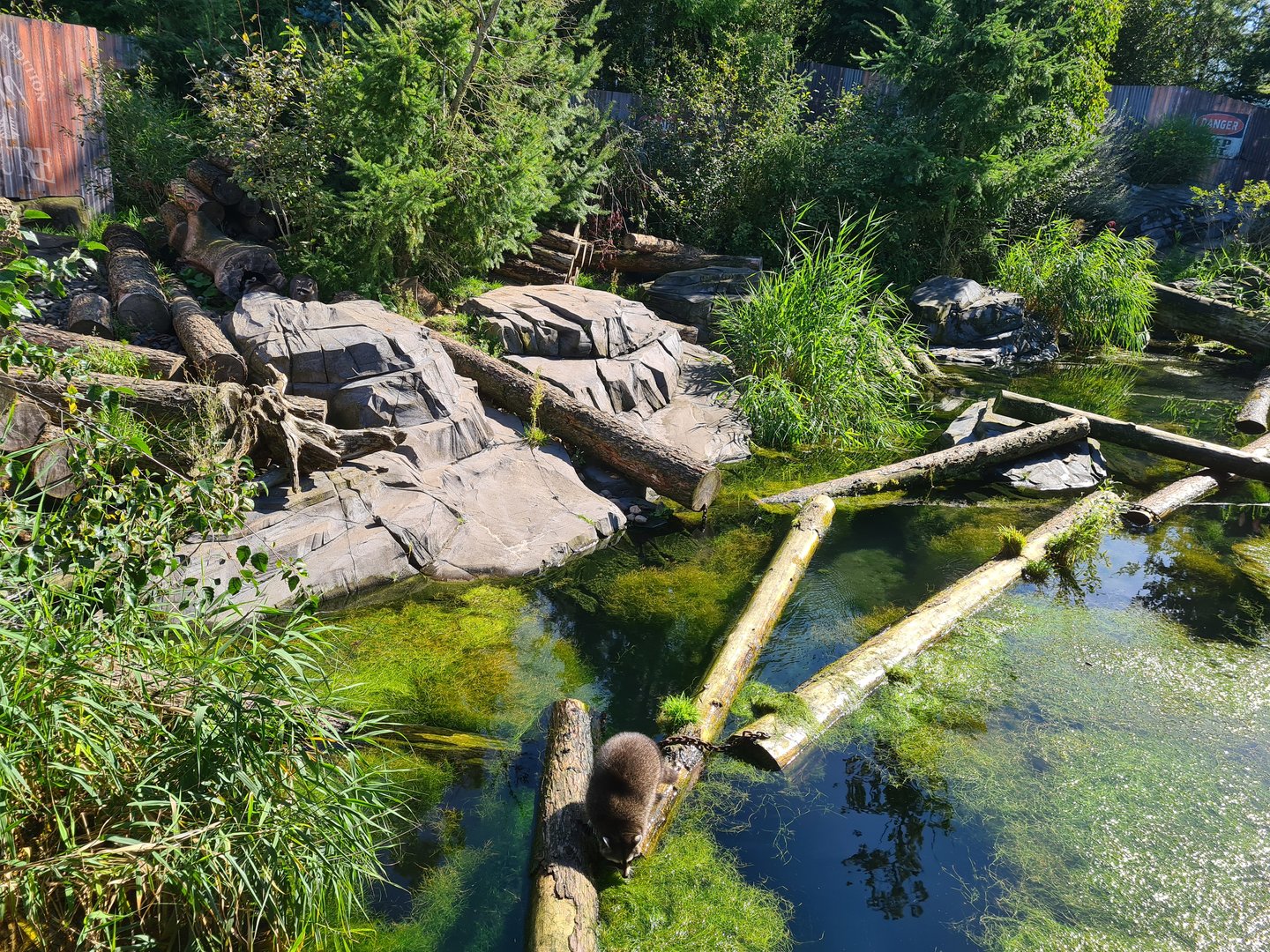 Nortica - Northern raccoon and Striped skunk enclosure