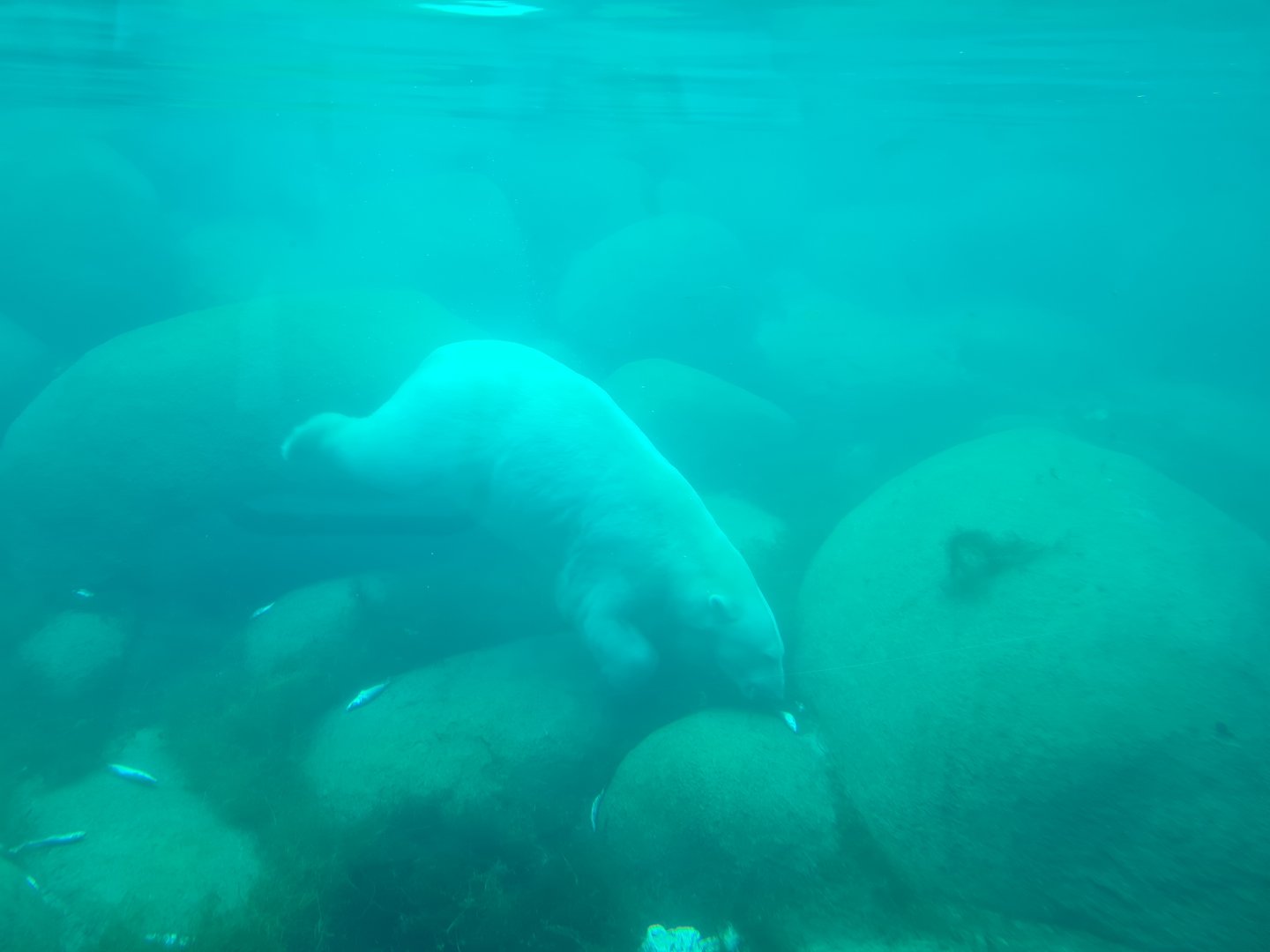 Nortica - Polar bear diving