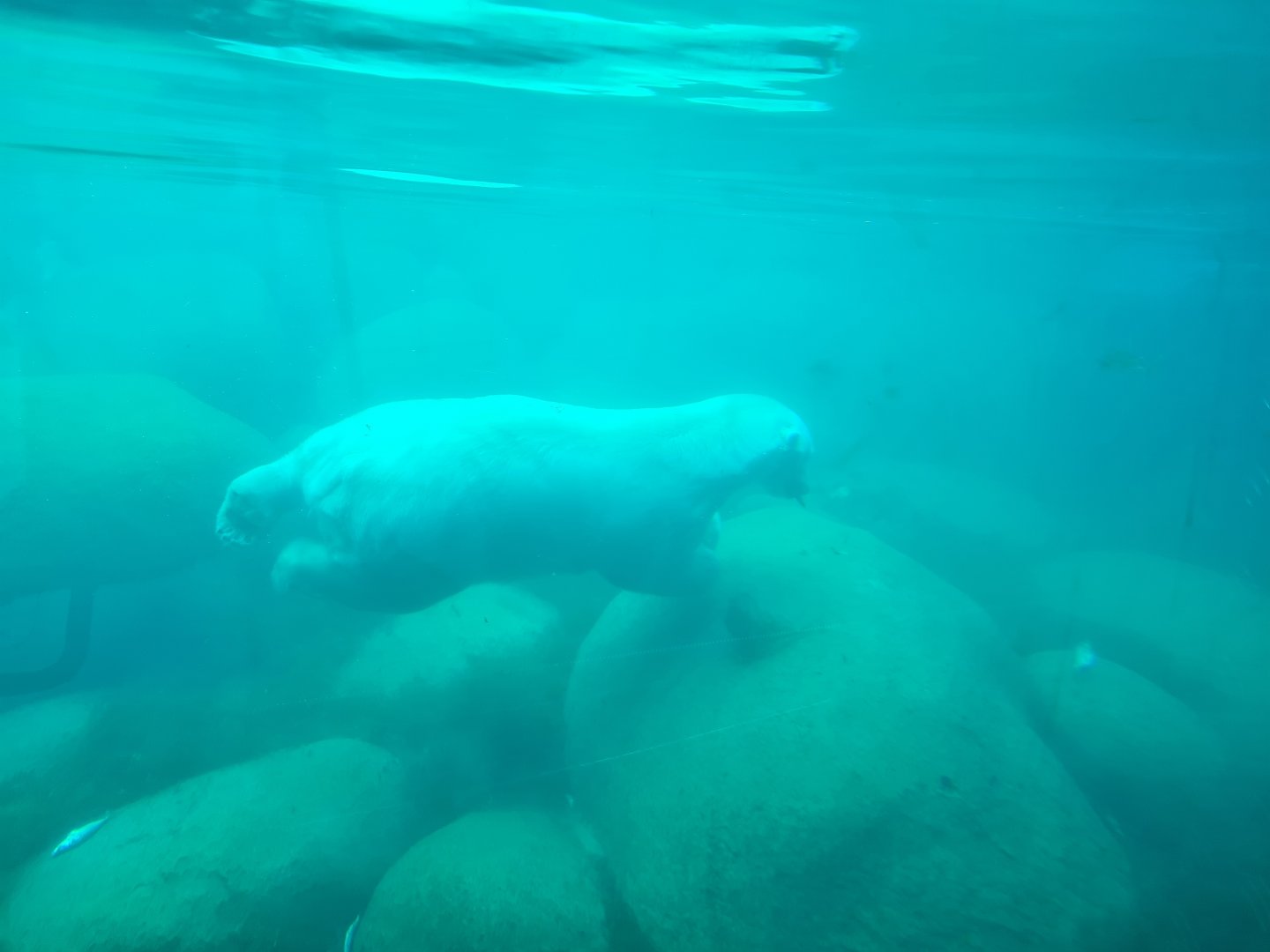 Nortica - Polar bear diving