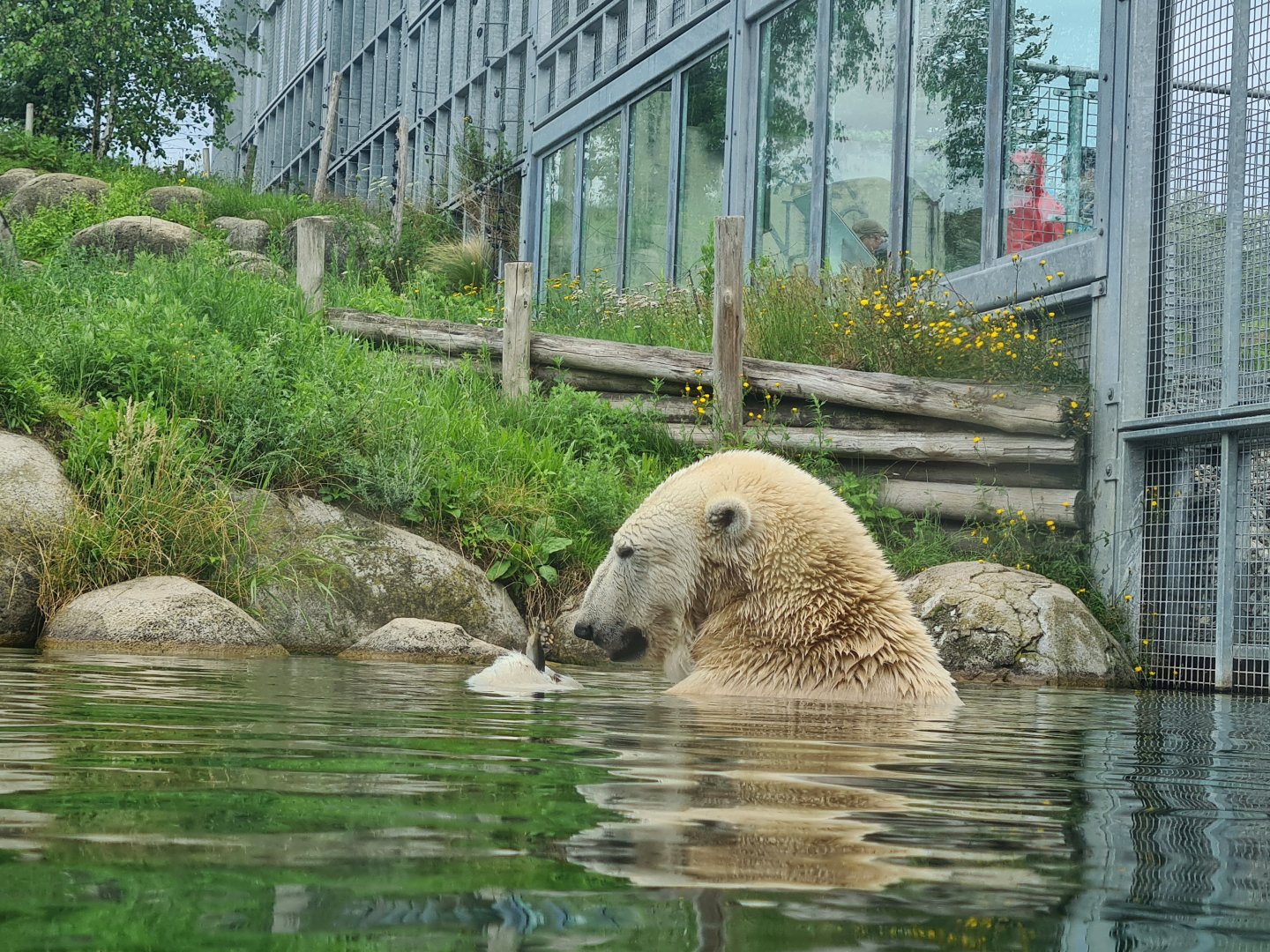 Nortica - Polar bear having a snack