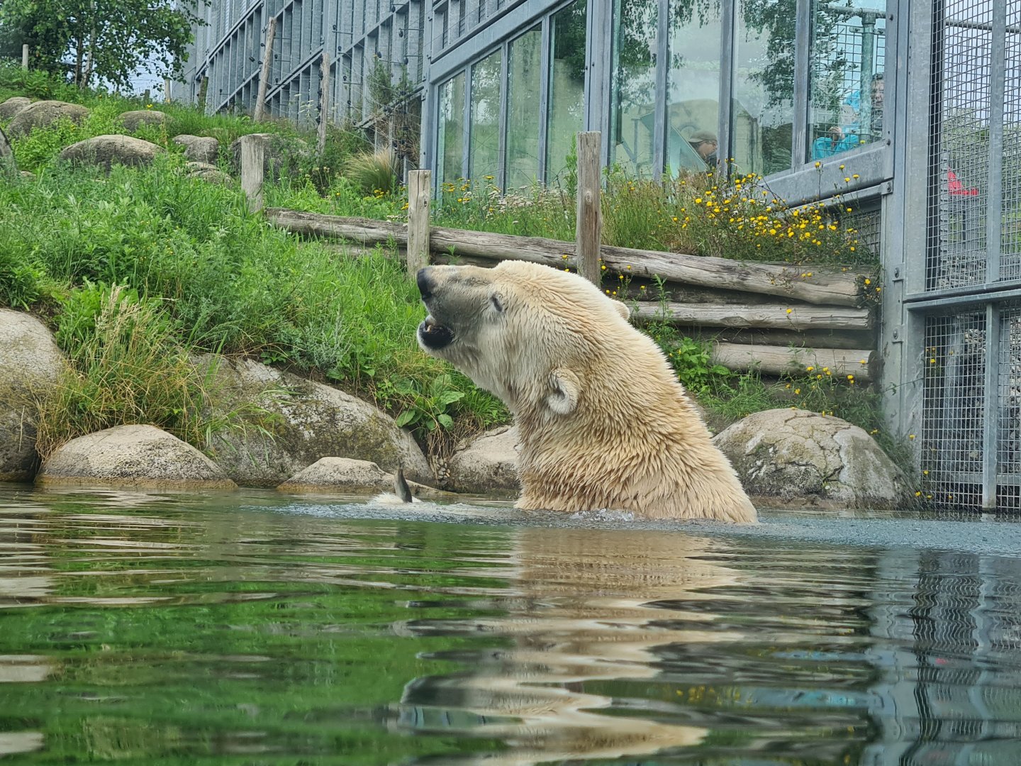 Nortica - Polar bear having a snack