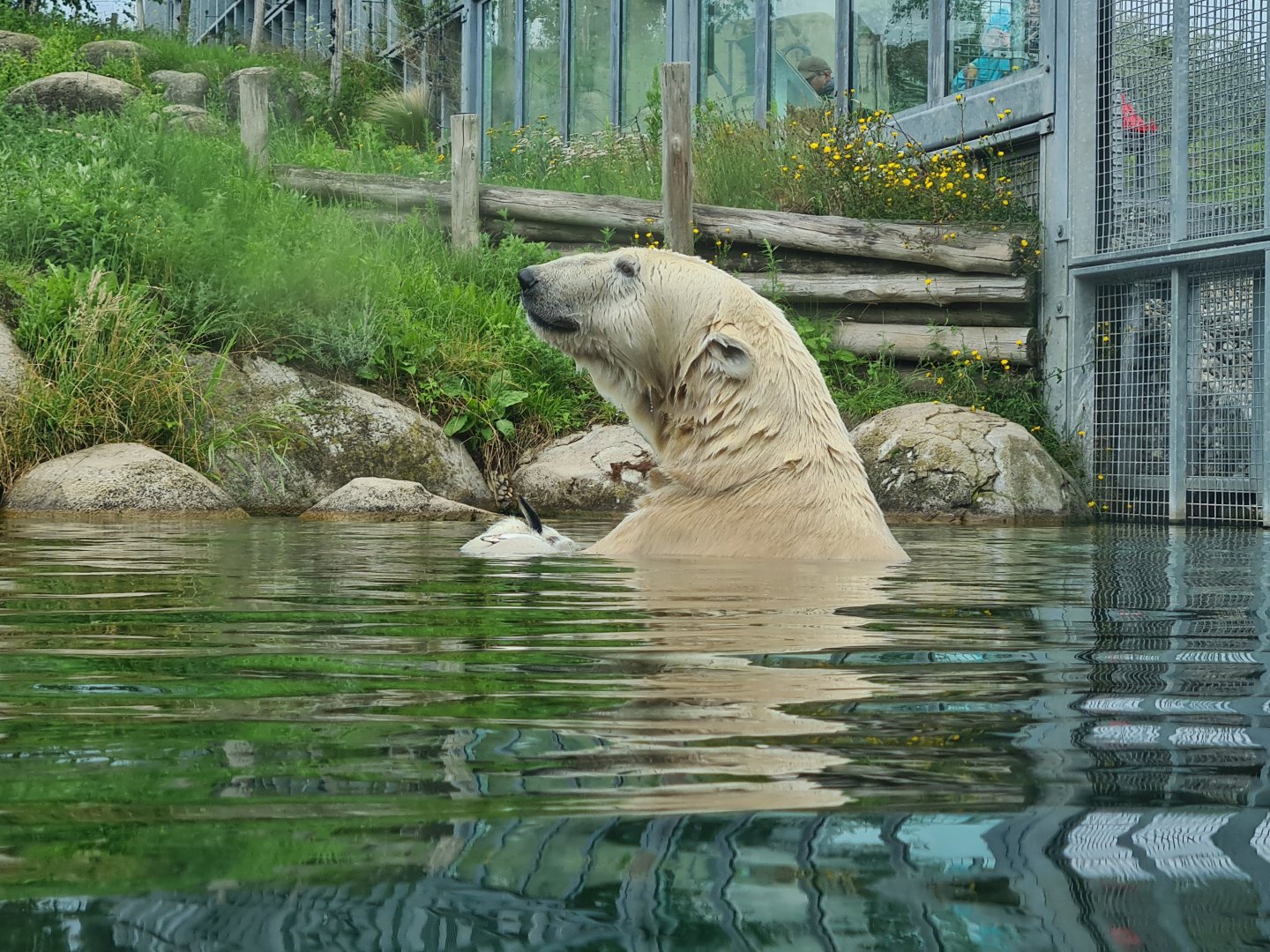 Nortica - Polar bear in the water