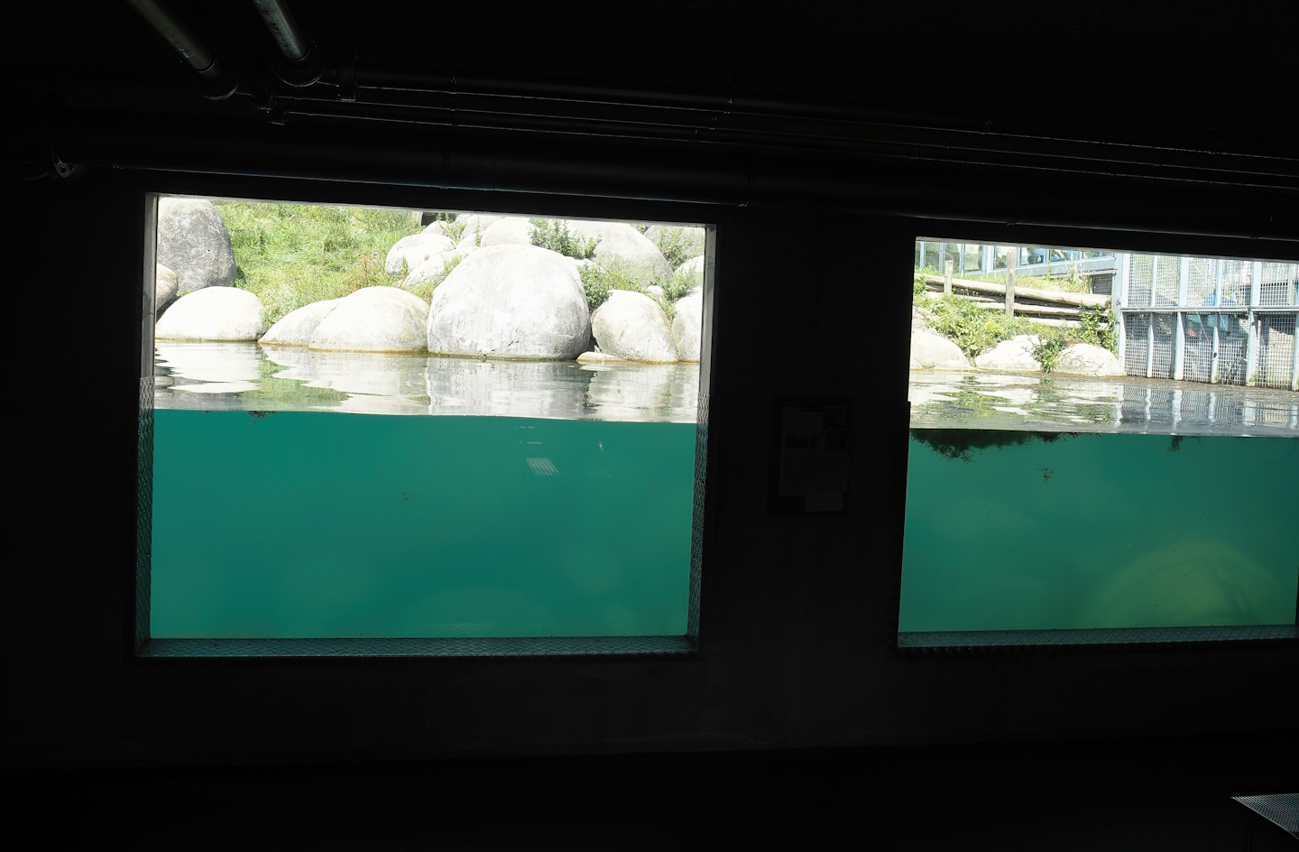 Nortica - Polar bear underwater view, 2024-06-23