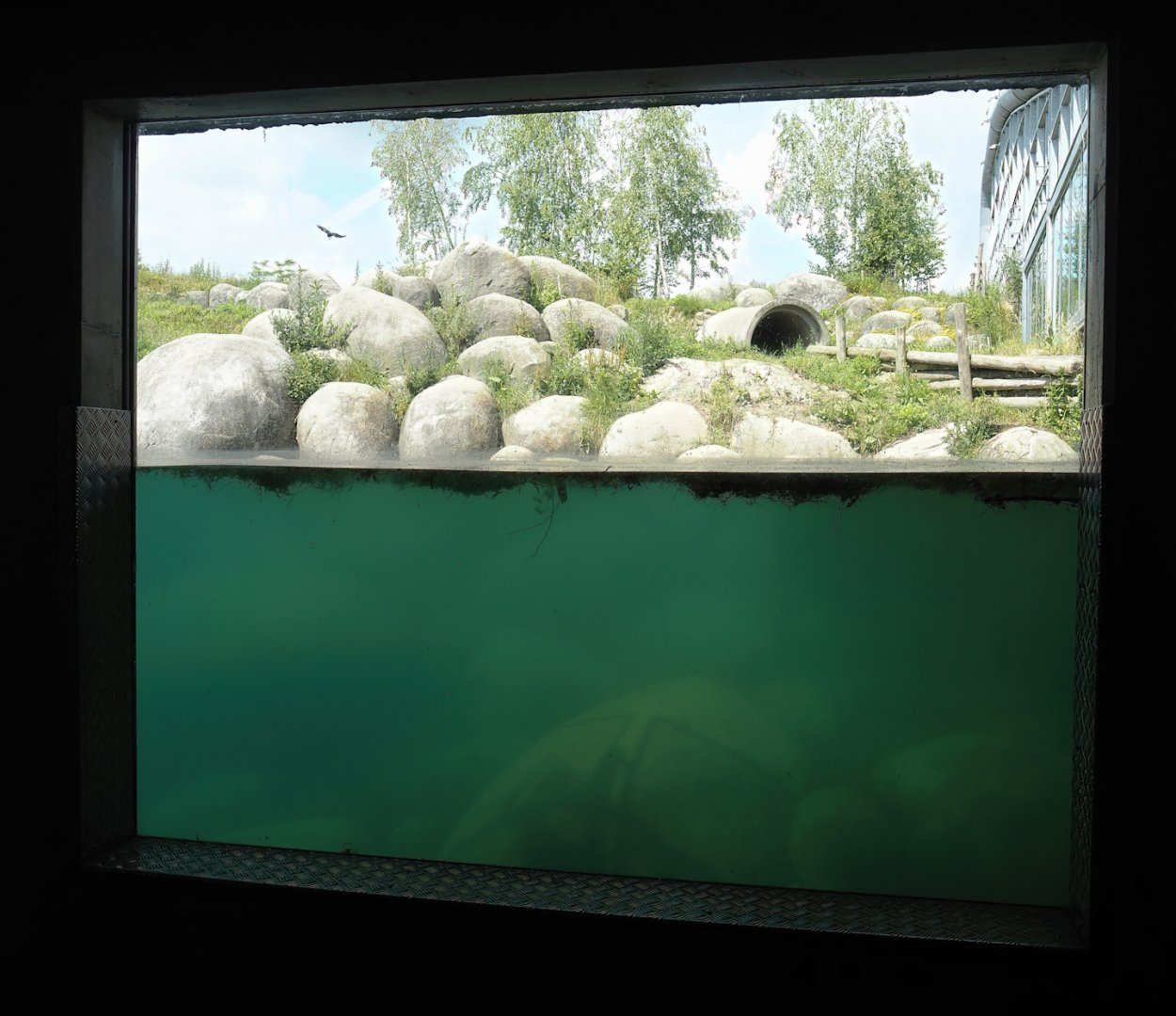 Nortica - Polar bear underwater view, 2024-06-23