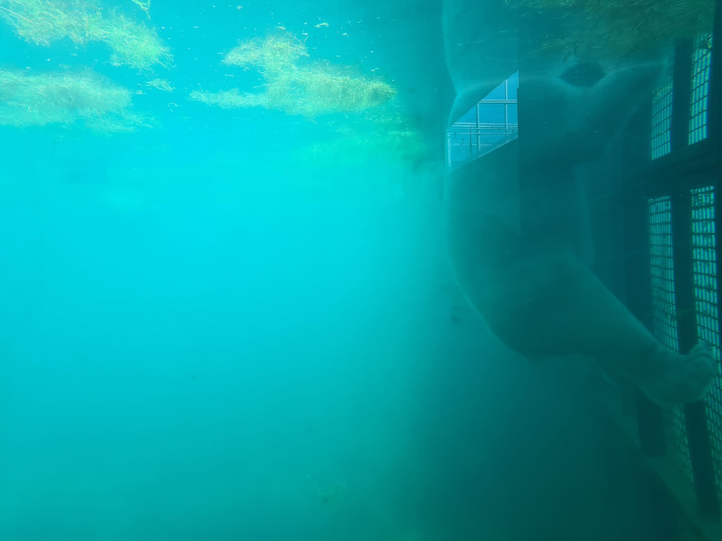 Nortica - Polar bear underwater