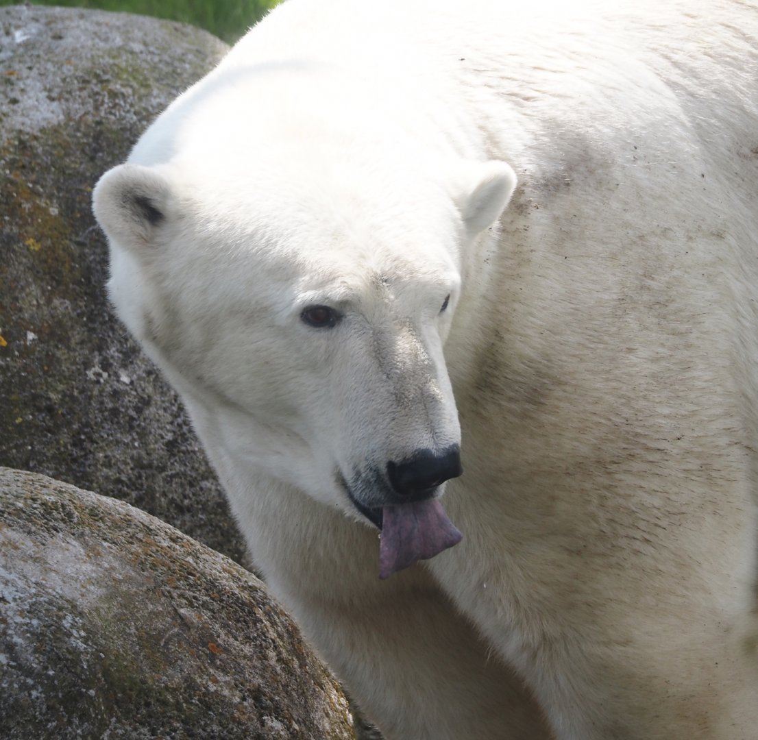 Nortica - Polar bear (Ursus maritimus), 2024-06-23