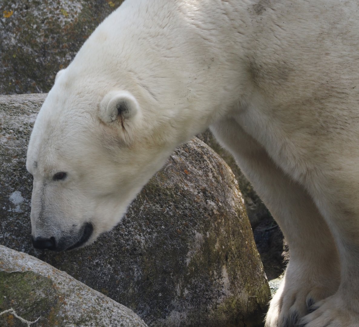 Nortica - Polar bear (Ursus maritimus), 2024-06-23