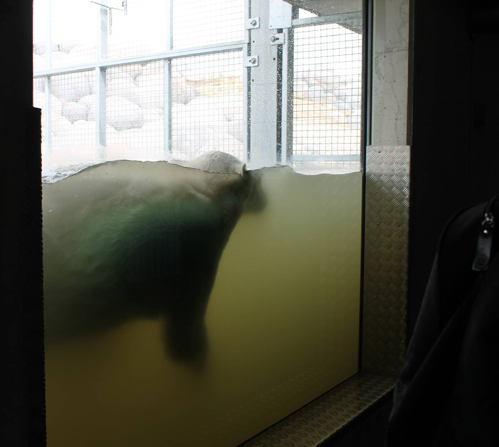 NORTICA : Polar bear