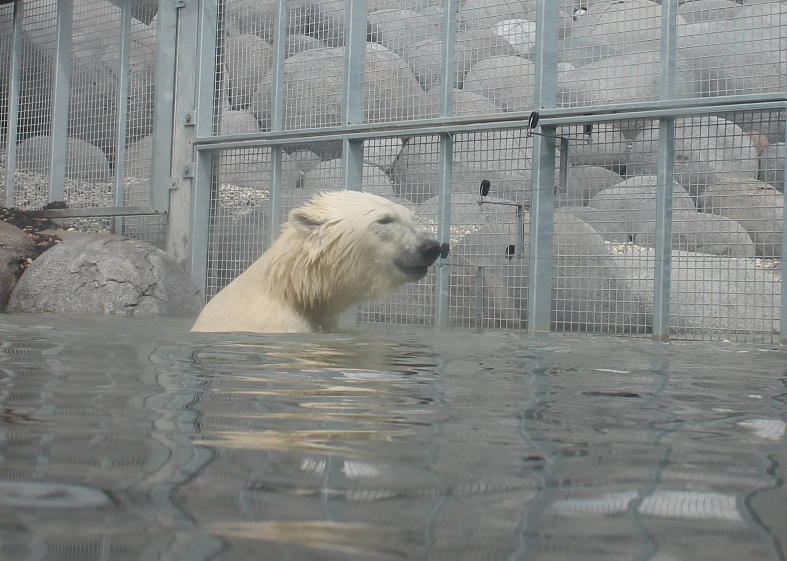 NORTICA : Polar bear