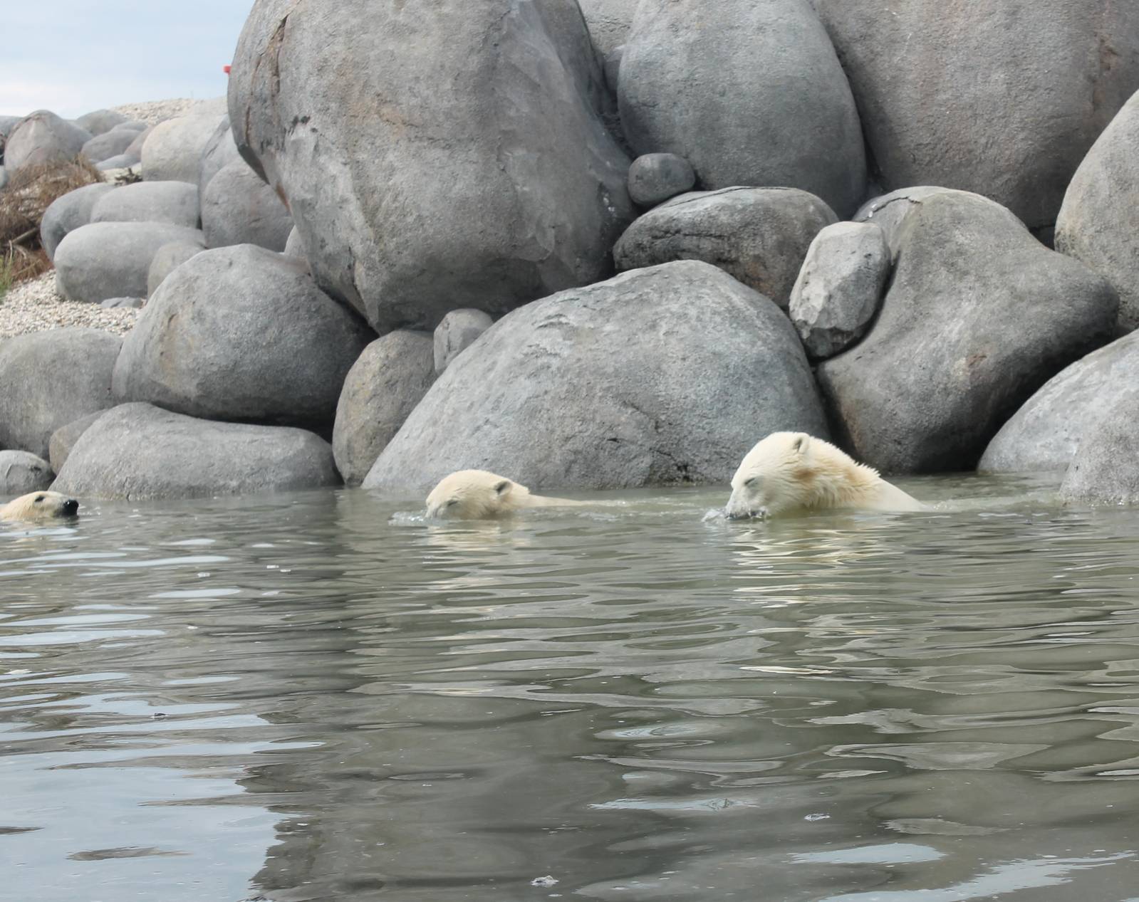 NORTICA : Polar bears