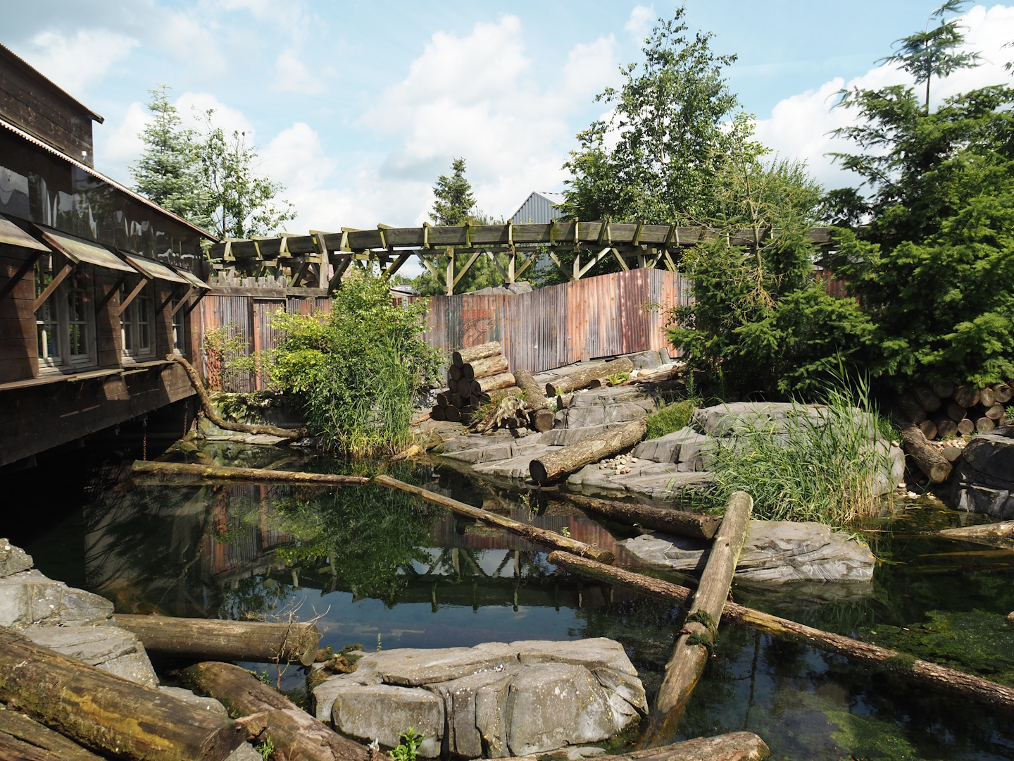 Nortica - Raccoon exhibit, 2024-06-23