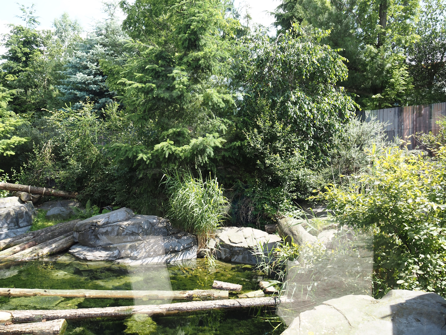 Nortica - Raccoon exhibit, 2024-06-23