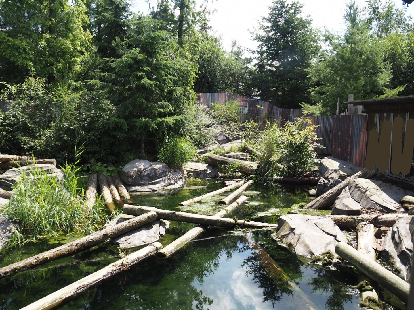 Nortica - Raccoon exhibit, 2024-06-23