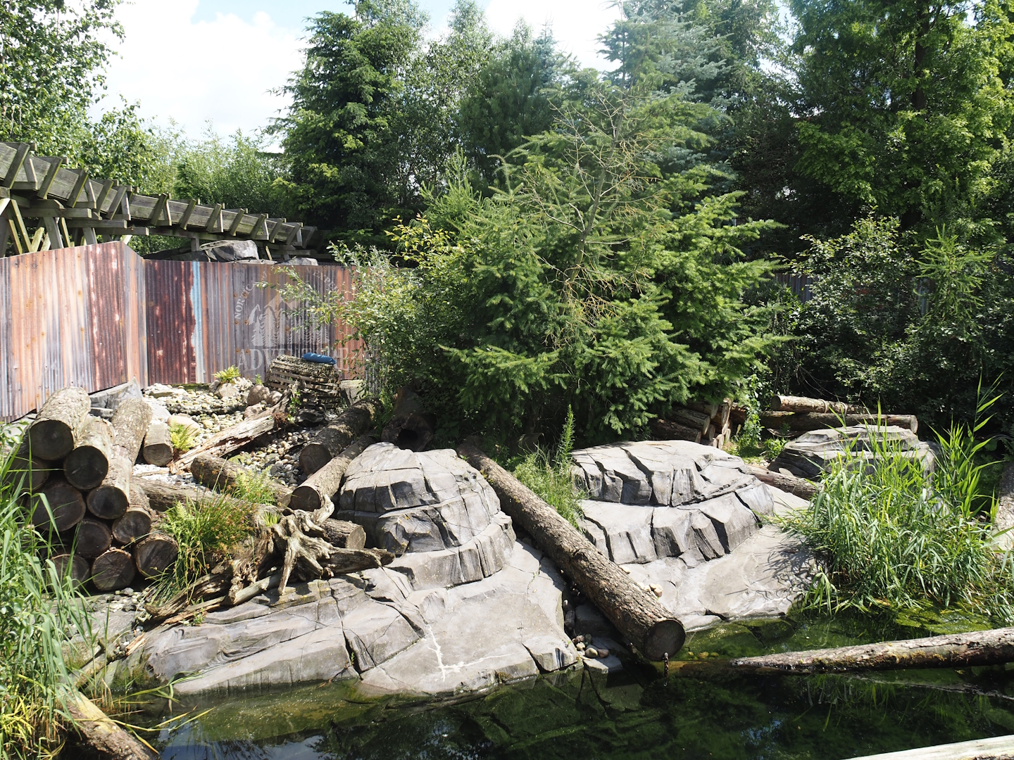 Nortica - Raccoon exhibit, 2024-06-23