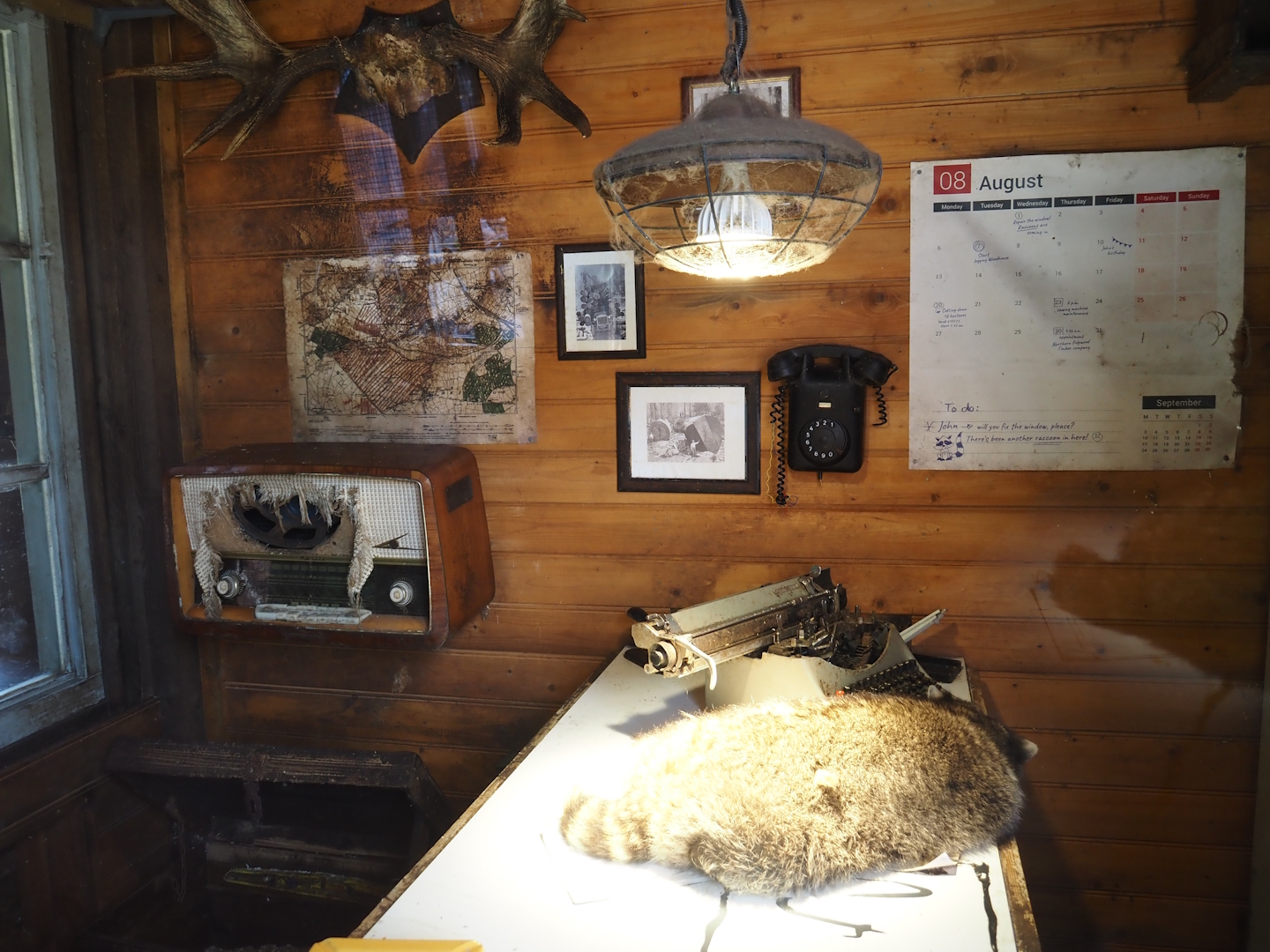 Nortica - Raccoon indoor exhibit themed as Raccoon Creek sawmill office (with raccoon on desk), 2024-06-23