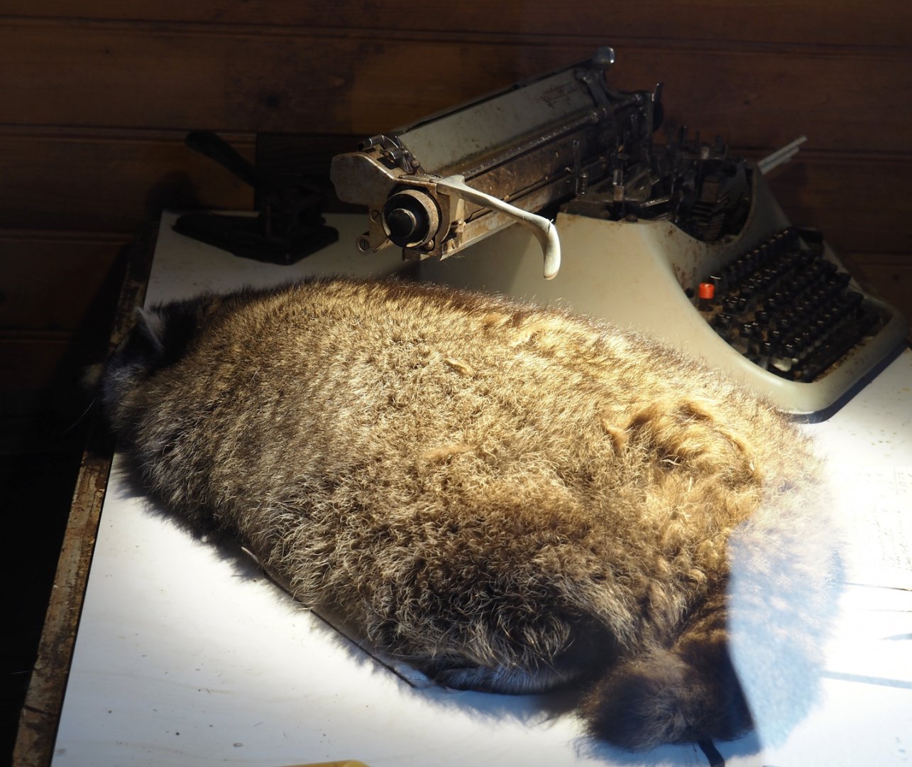 Nortica - Raccoon (Procyon lotor) sleeping on mock sawmill office desk, 2024-06-23