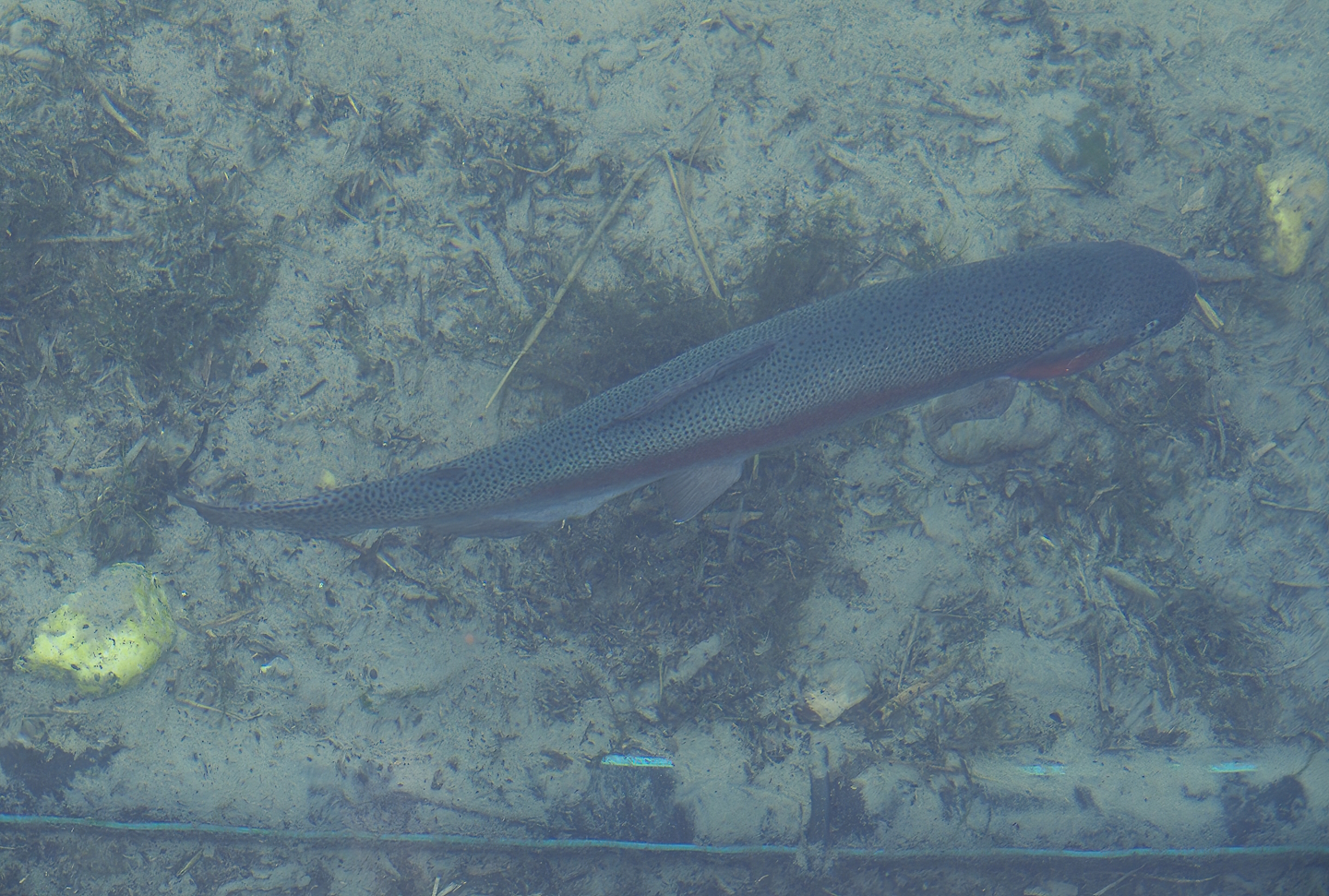 Nortica - Rainbow trout (Oncorhynchus mykiss), 2024-06-23