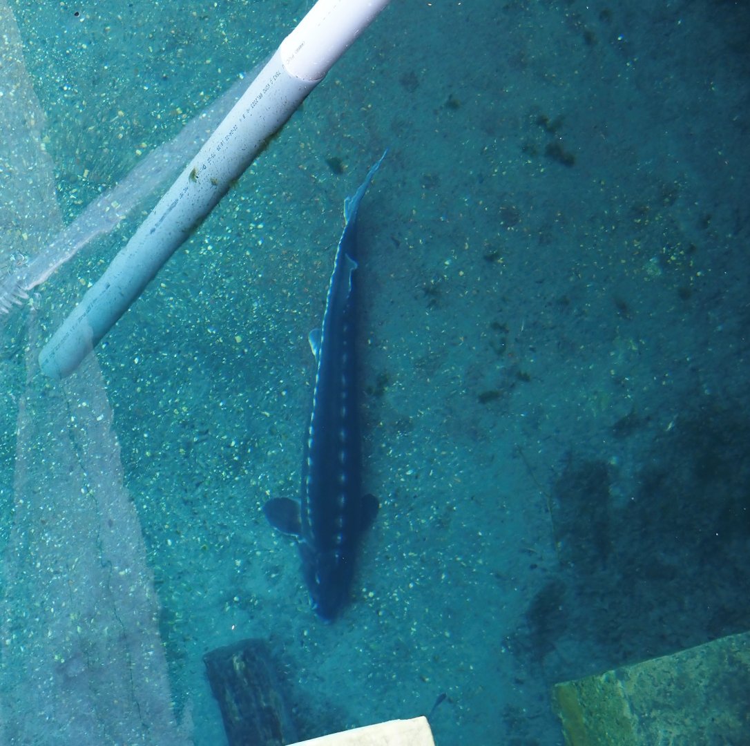 Nortica - Russian sturgeon (Acipenser gueldenstaedtii), 2024-06-23