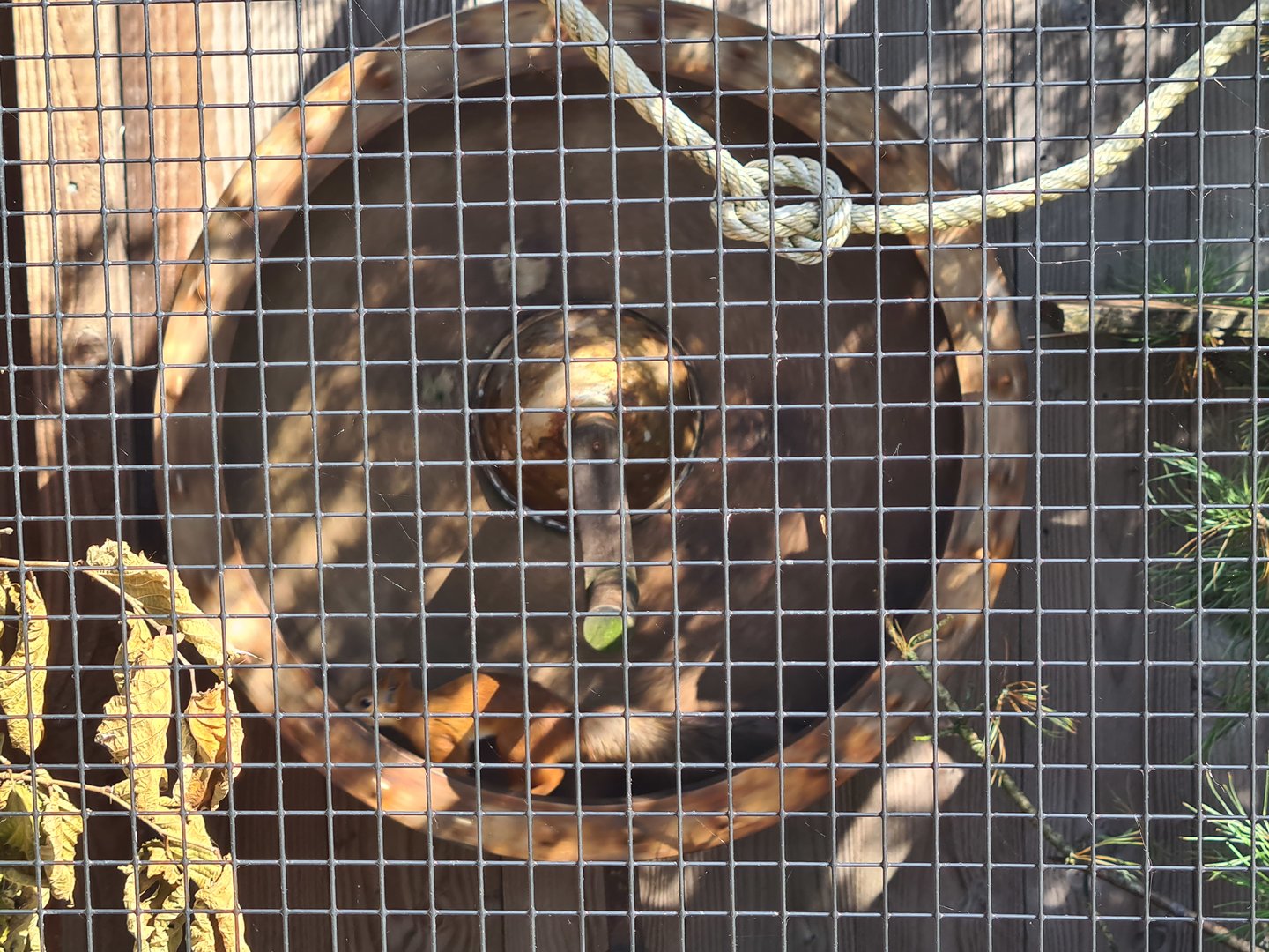 Nortica - Siberian red squirrel