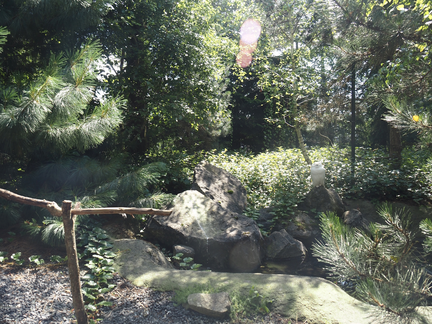 Nortica - Snowy owl aviary, 2024-06-23