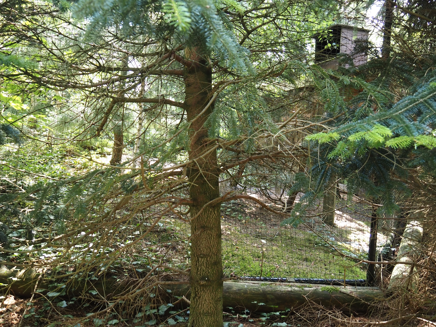 Nortica - Snowy owl aviary, 2024-06-23