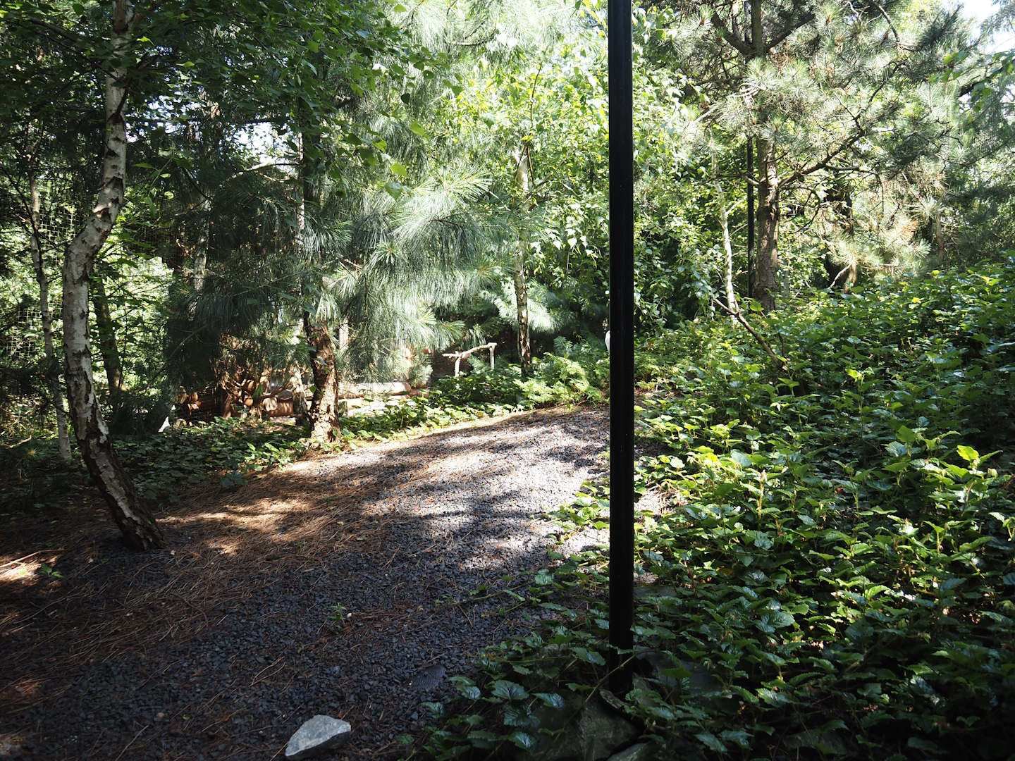 Nortica - Snowy owl aviary, 2024-06-23