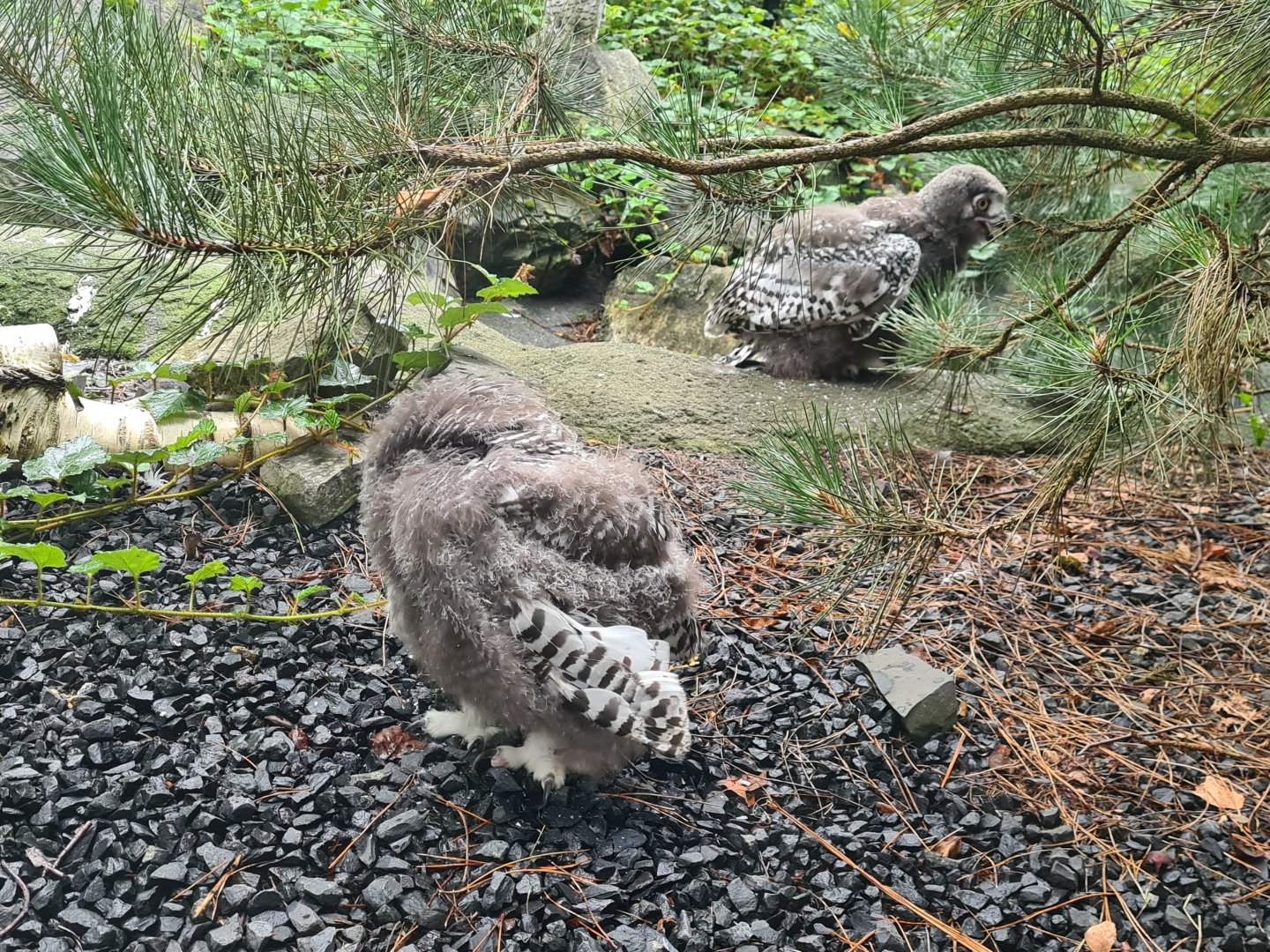 Nortica - Snowy owl chicks