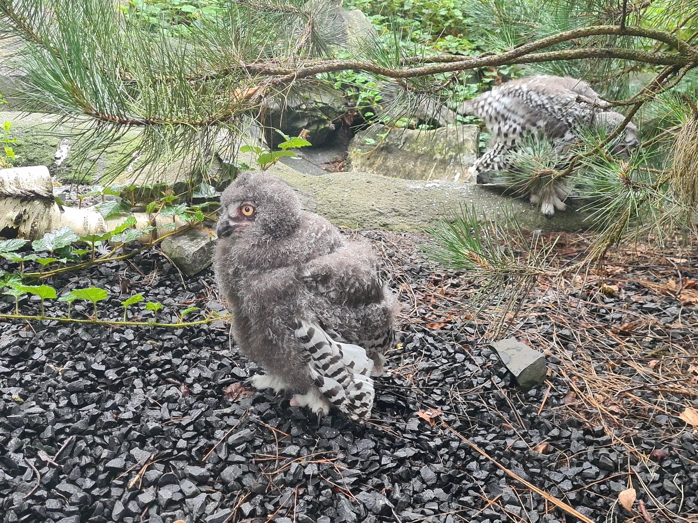 Nortica - Snowy owl chicks