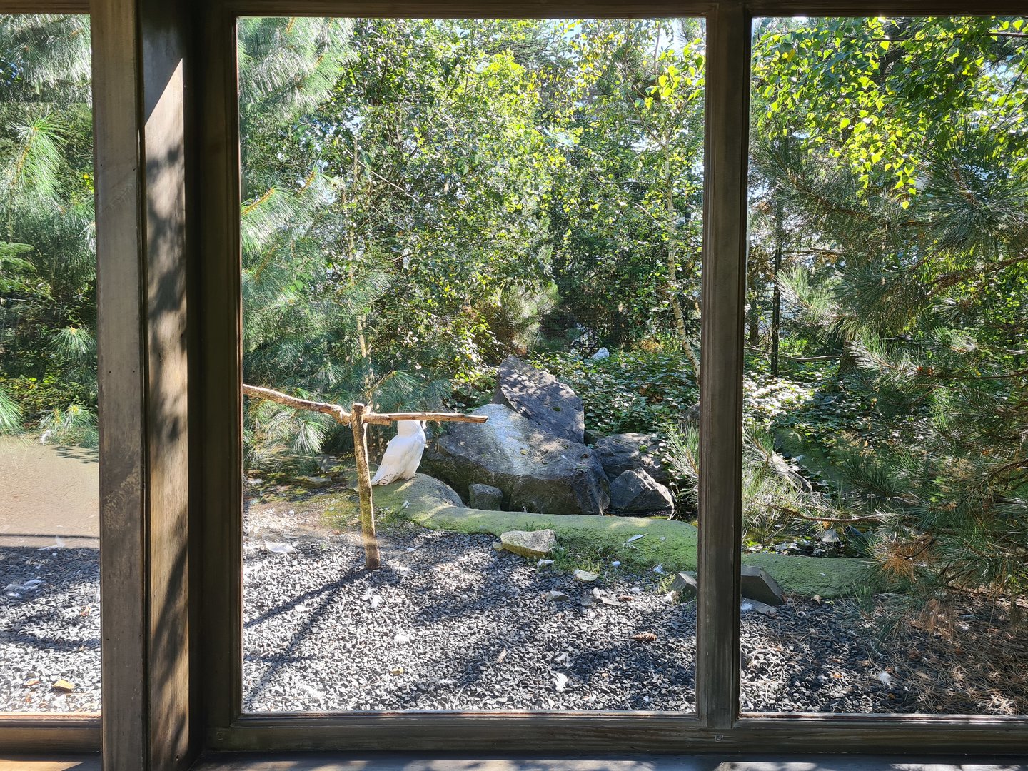 Nortica - Snowy owls