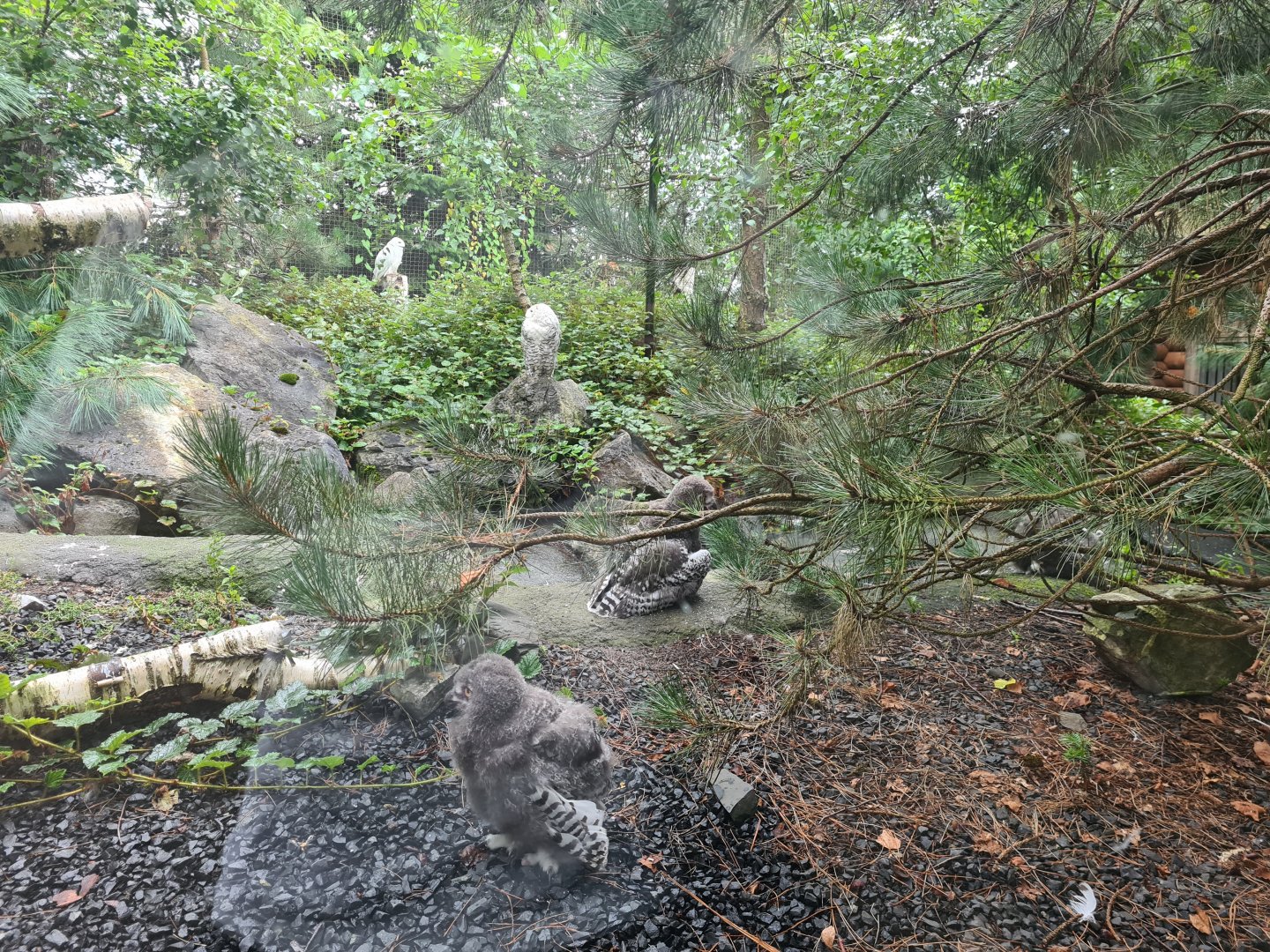 Nortica - Snowy owls