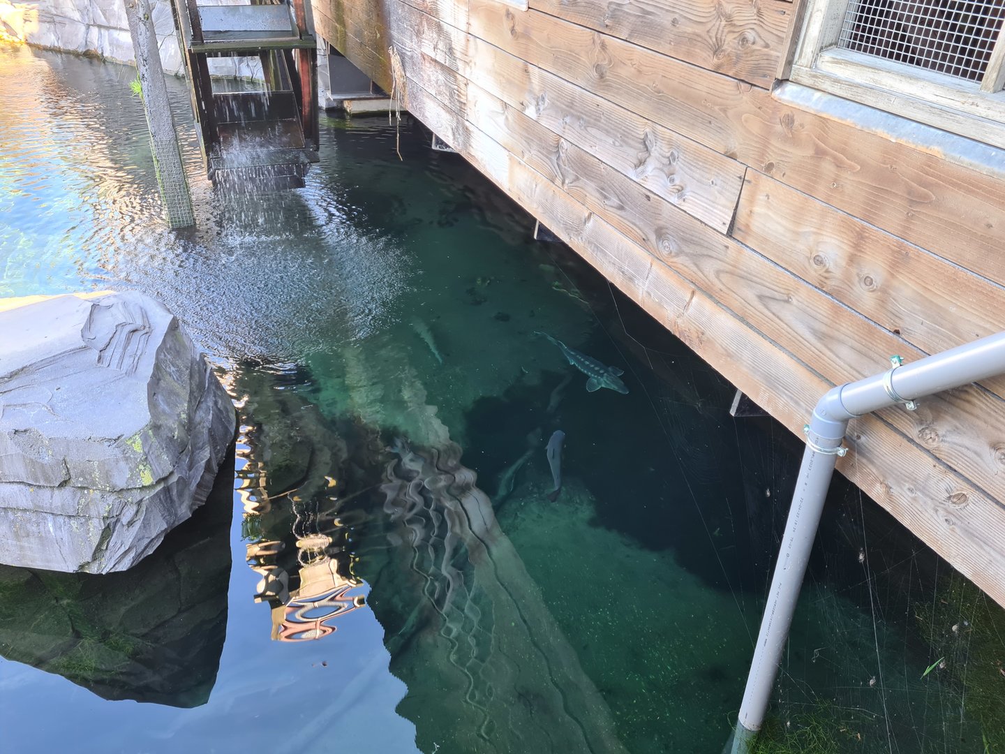 Nortica - Sturgeon and trout in Beaver enclosure