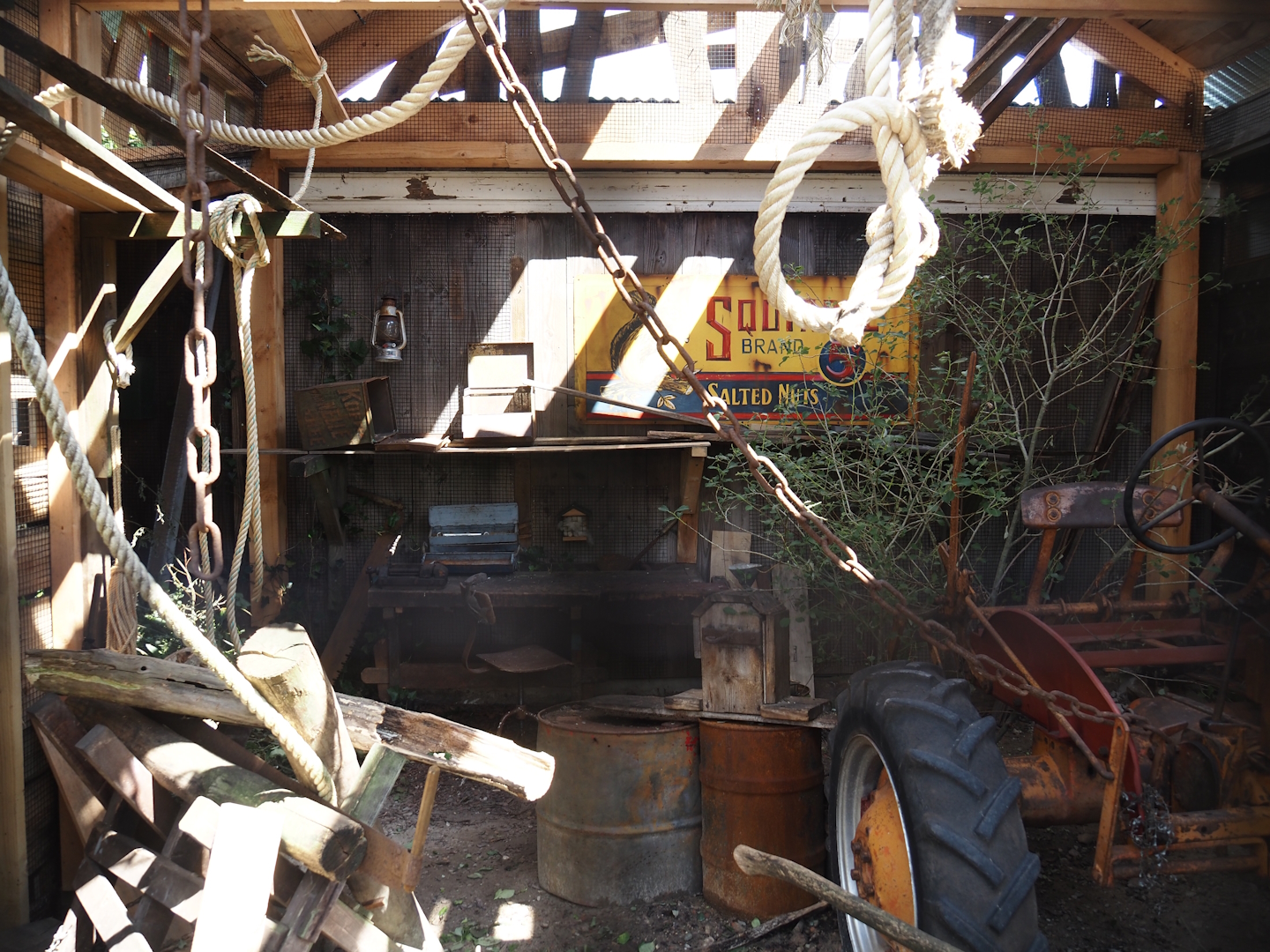 Nortica - Swinhoe's striped squirrel exhibit (with vintage tractor), 2024-06-23