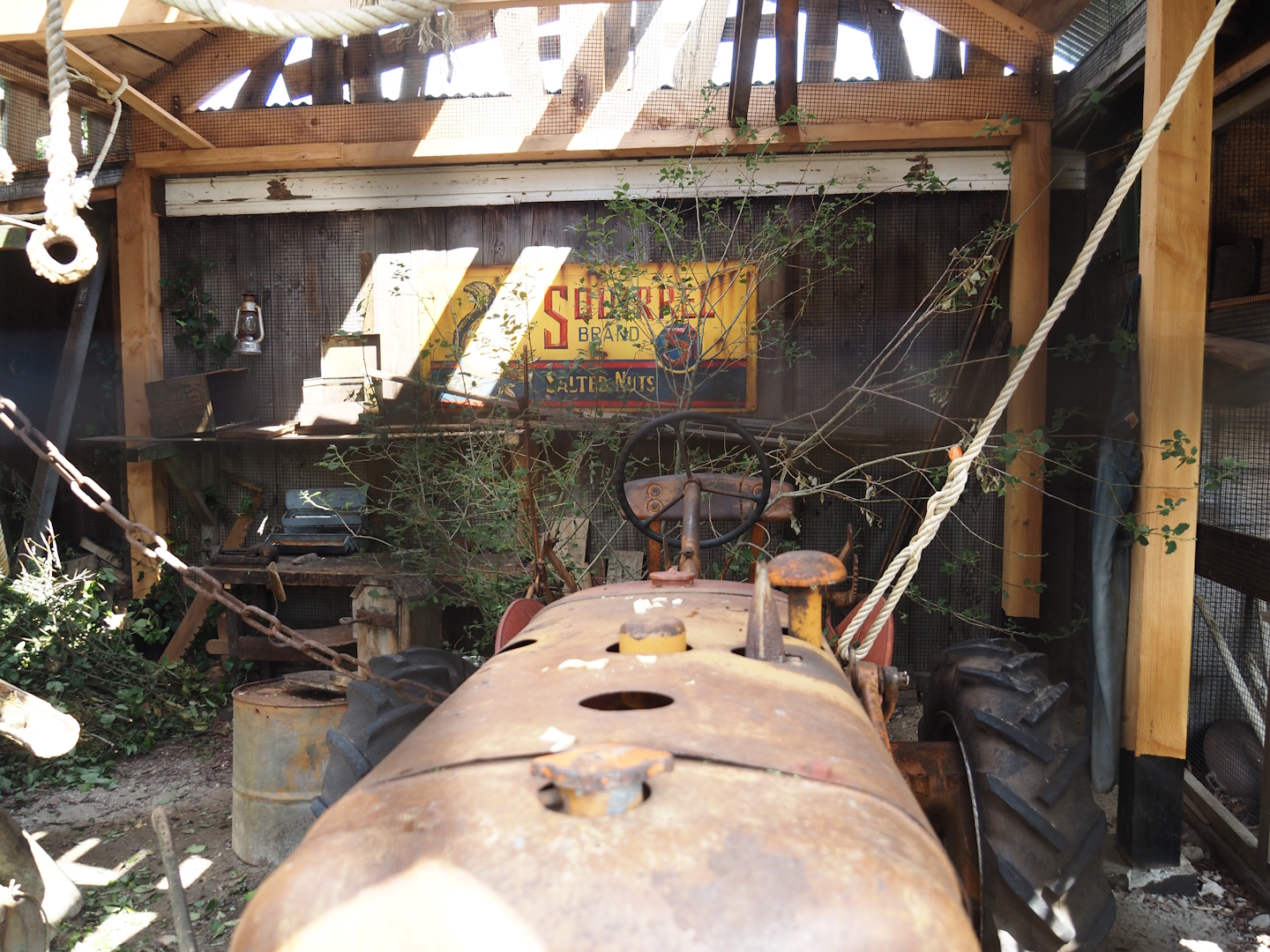 Nortica - Swinhoe's striped squirrel exhibit (with vintage tractor), 2024-06-23