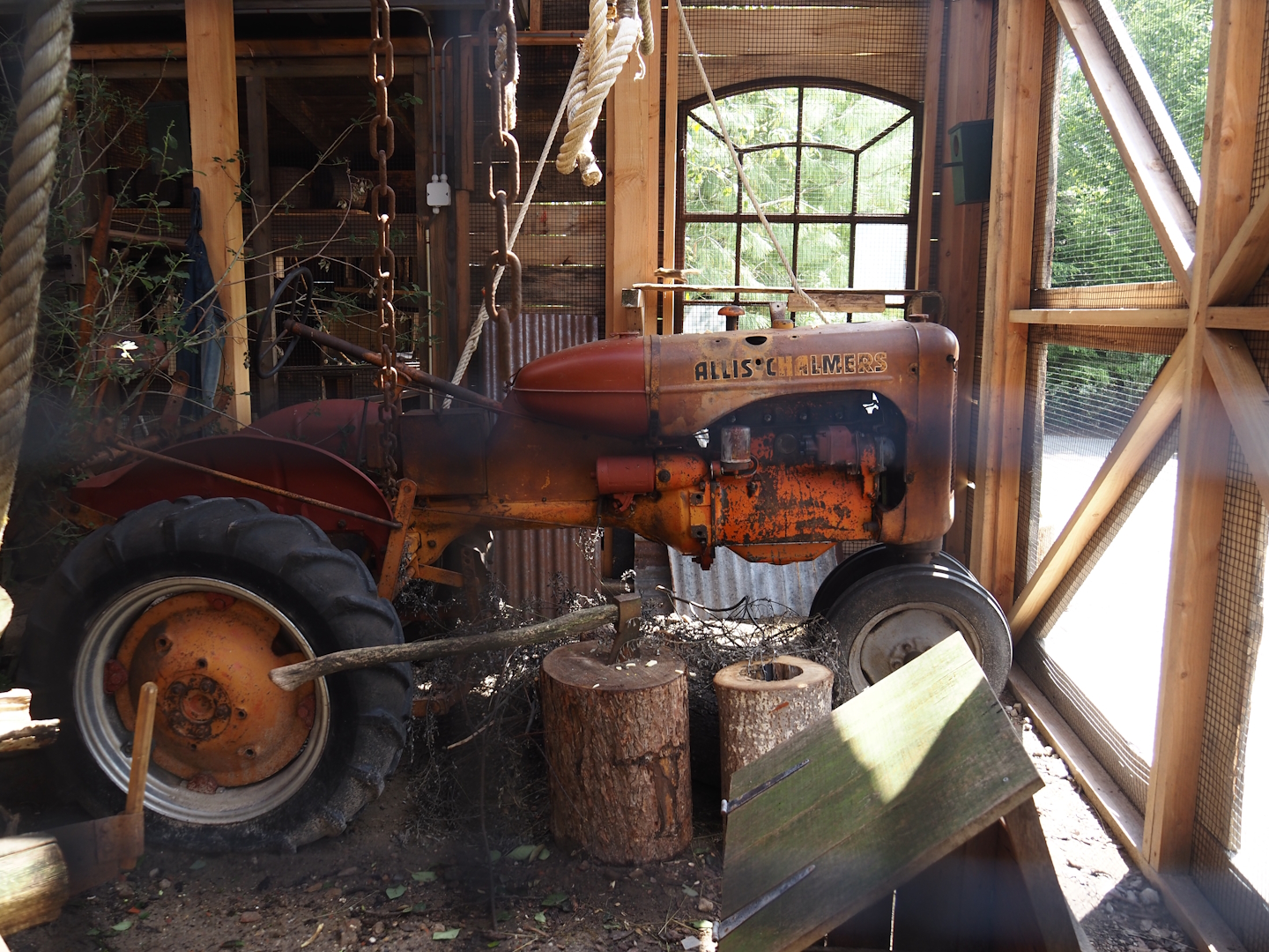 Nortica - Swinhoe's striped squirrel exhibit (with vintage tractor), 2024-06-23
