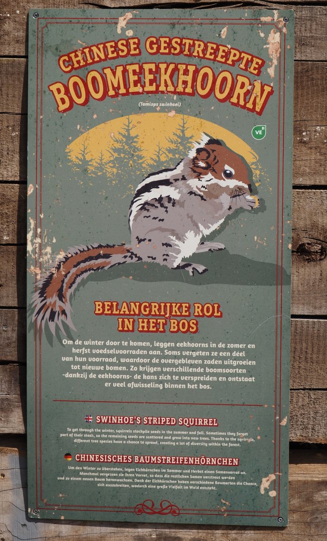 Nortica - Swinhoe's striped squirrel signage, 2024-06-23